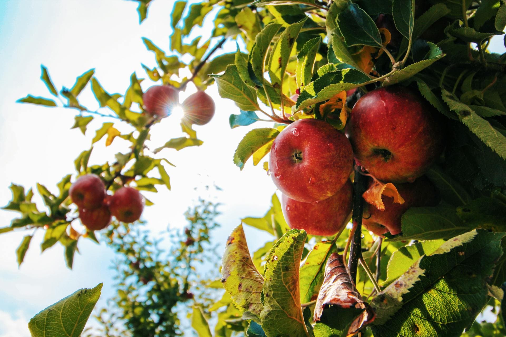 Apple tree orchard