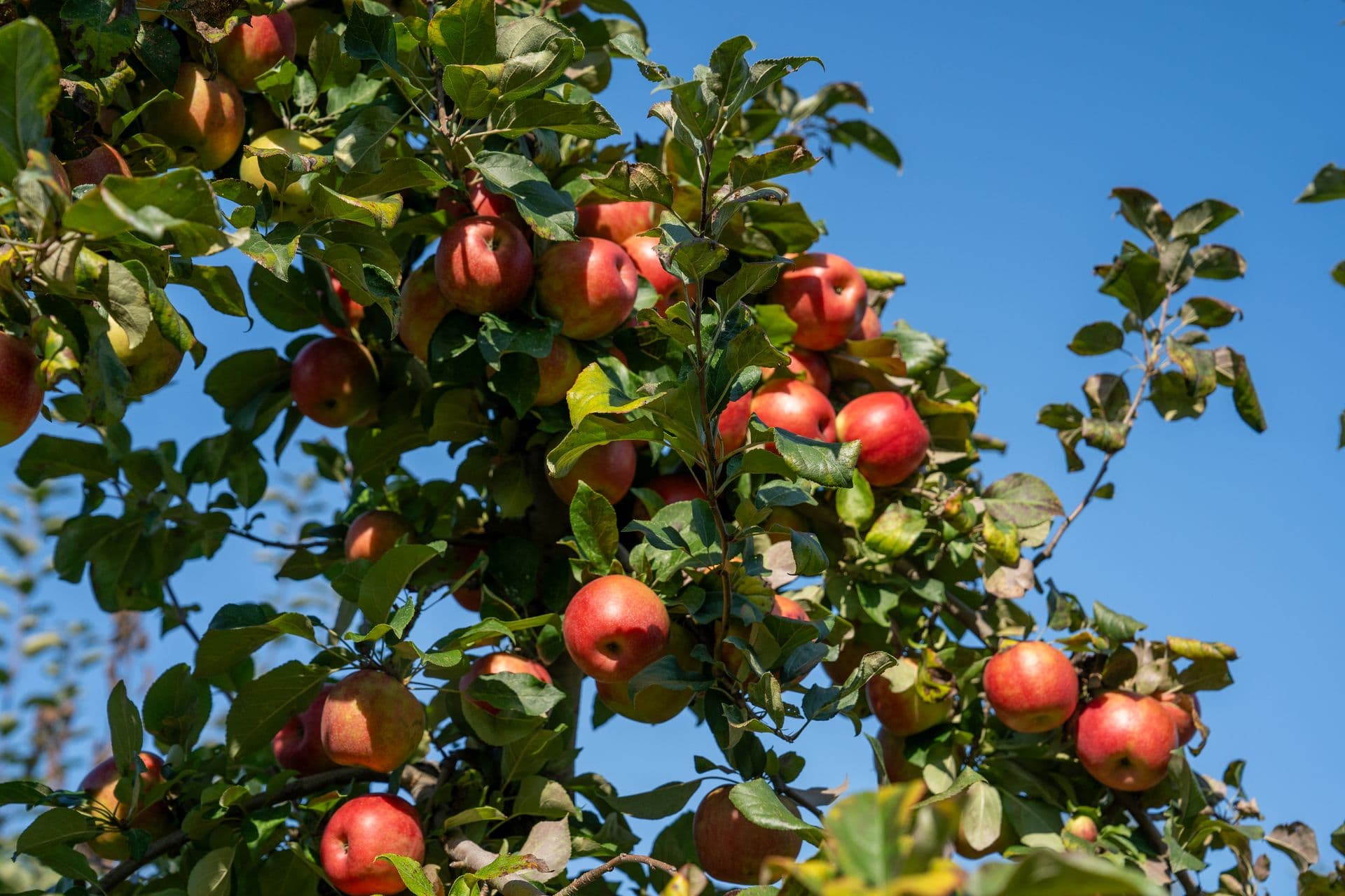 Shields Orchard