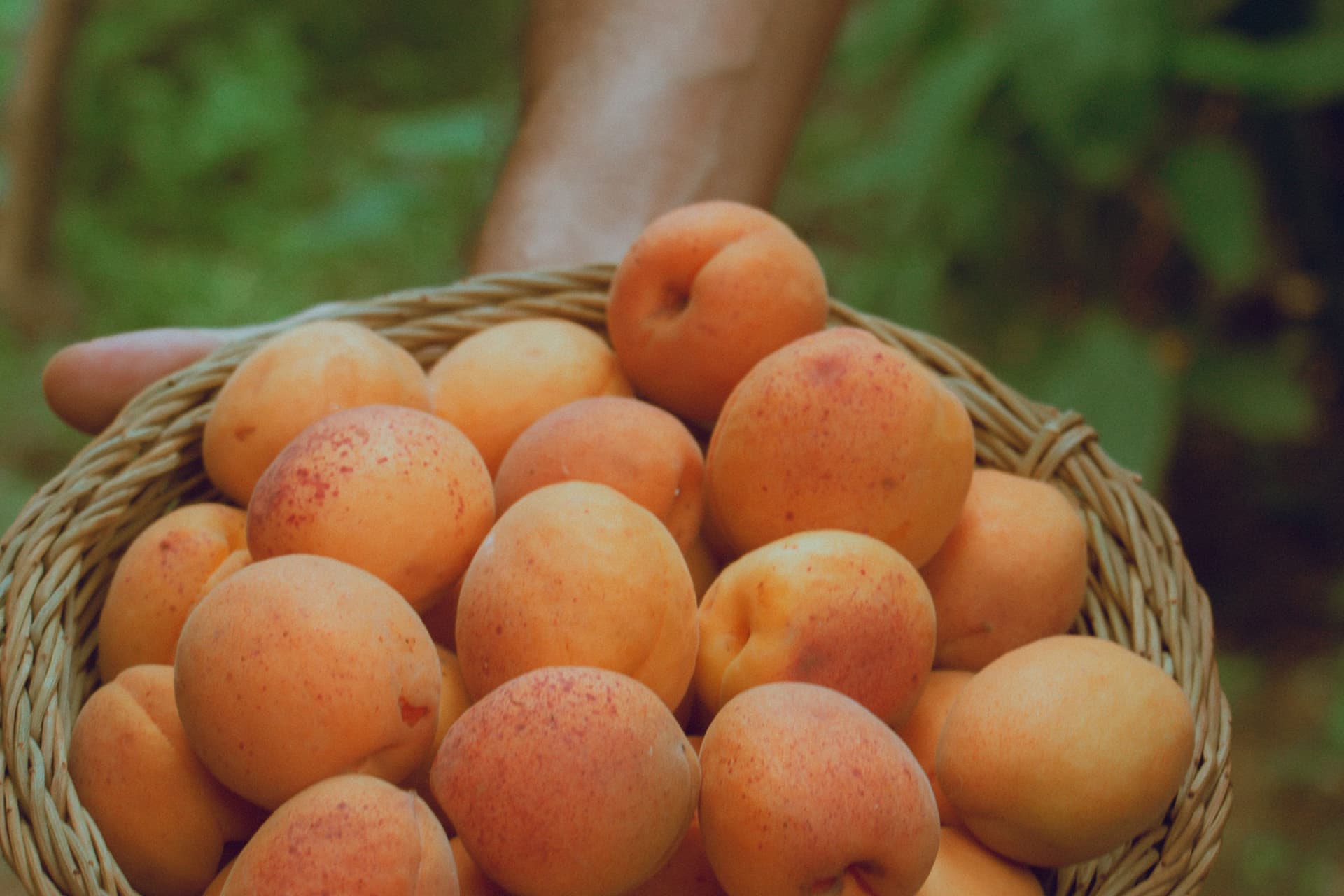 Payne's Orchards