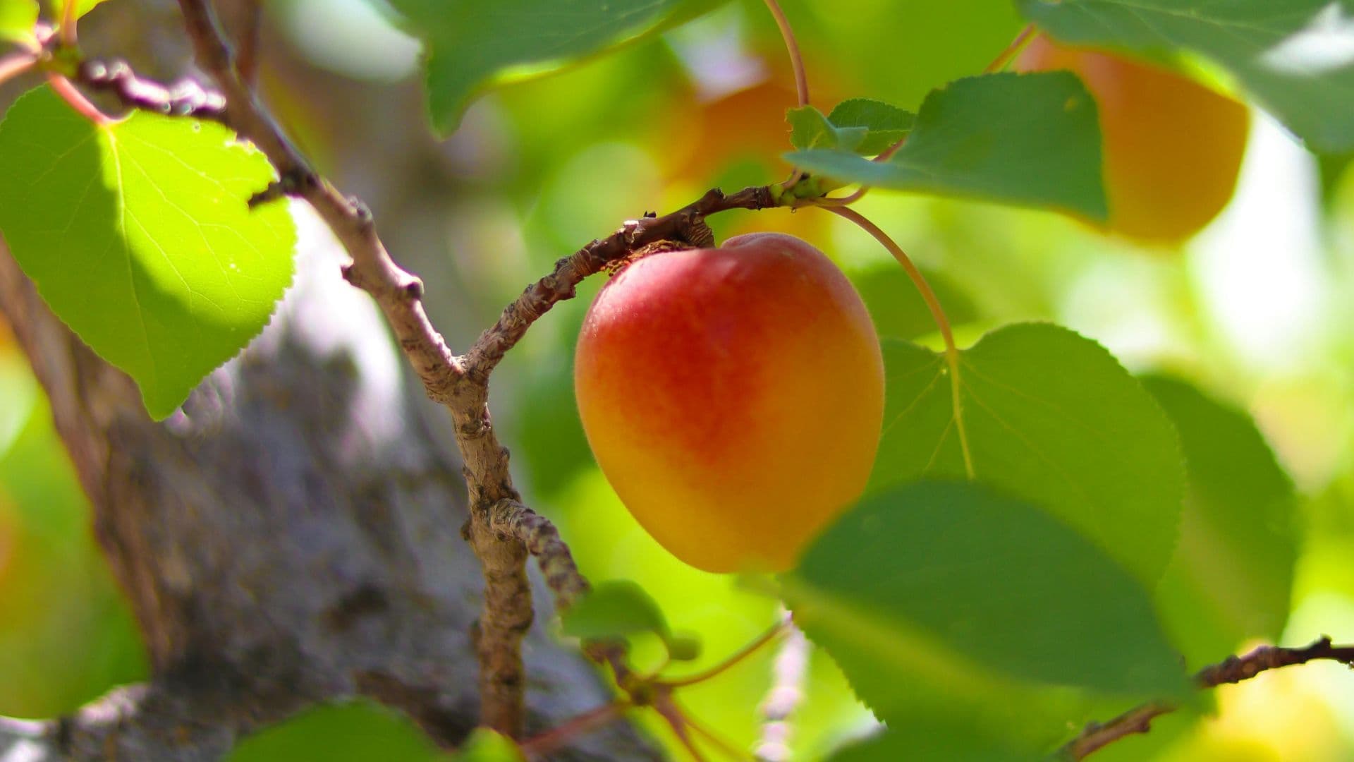 Guru Fruit