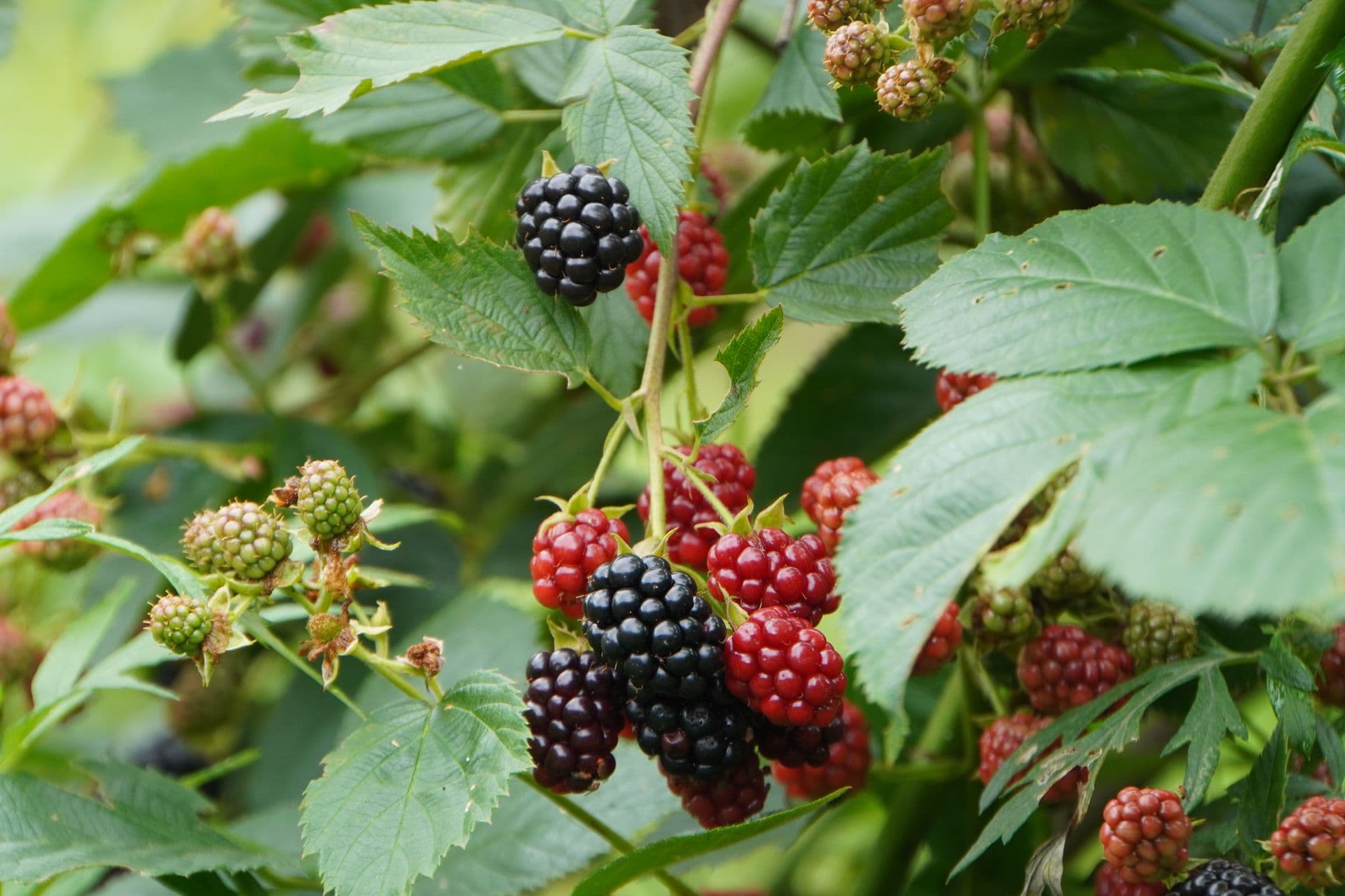 The Bramble Farm