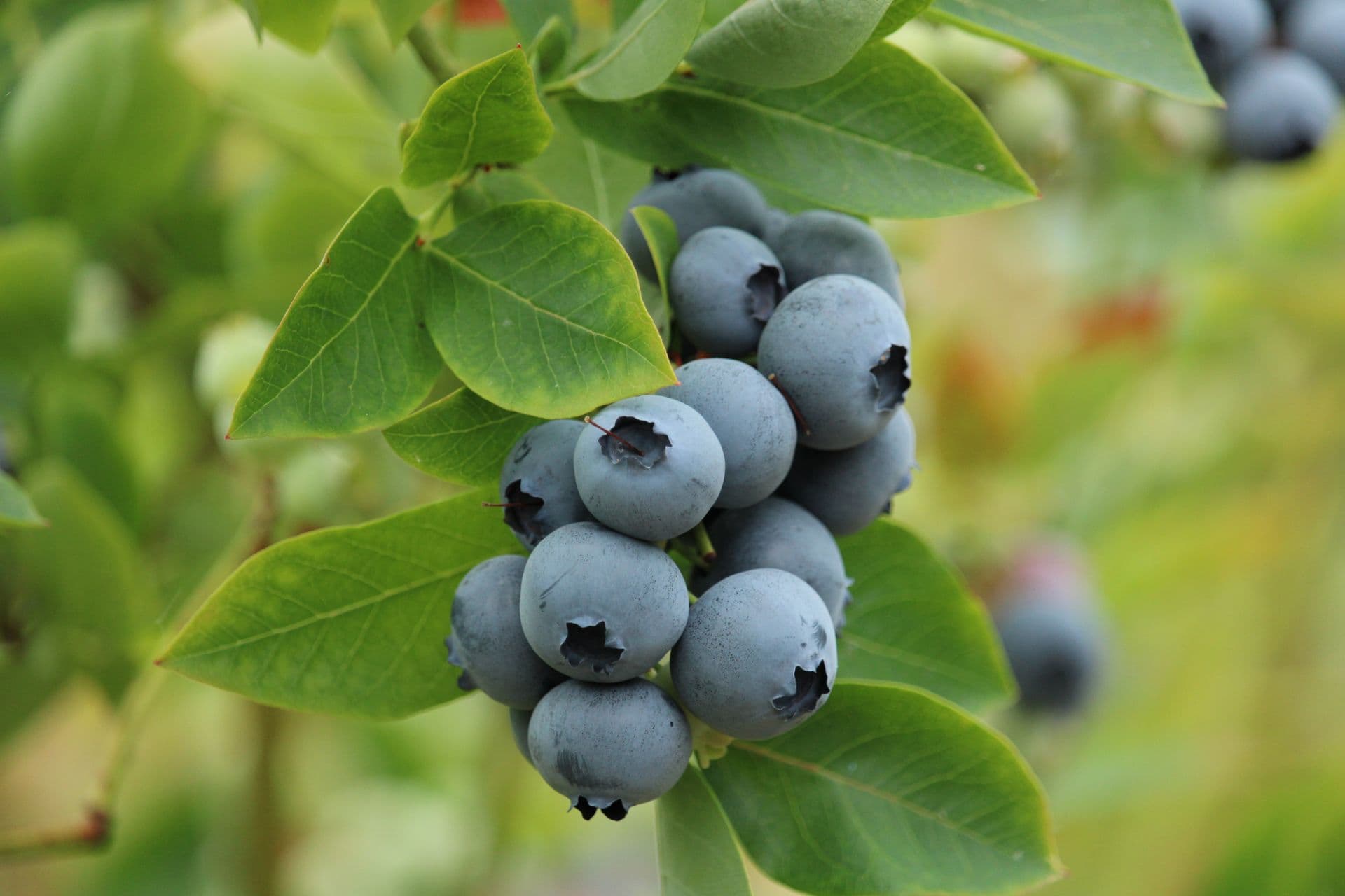 The Blueberry Patch