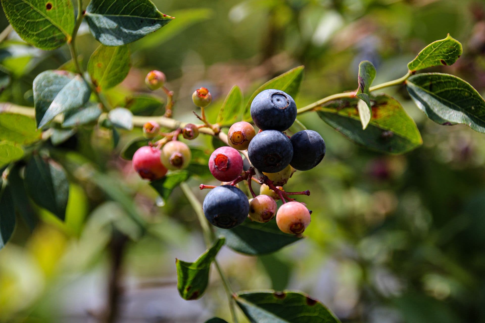 Otway Blueberries