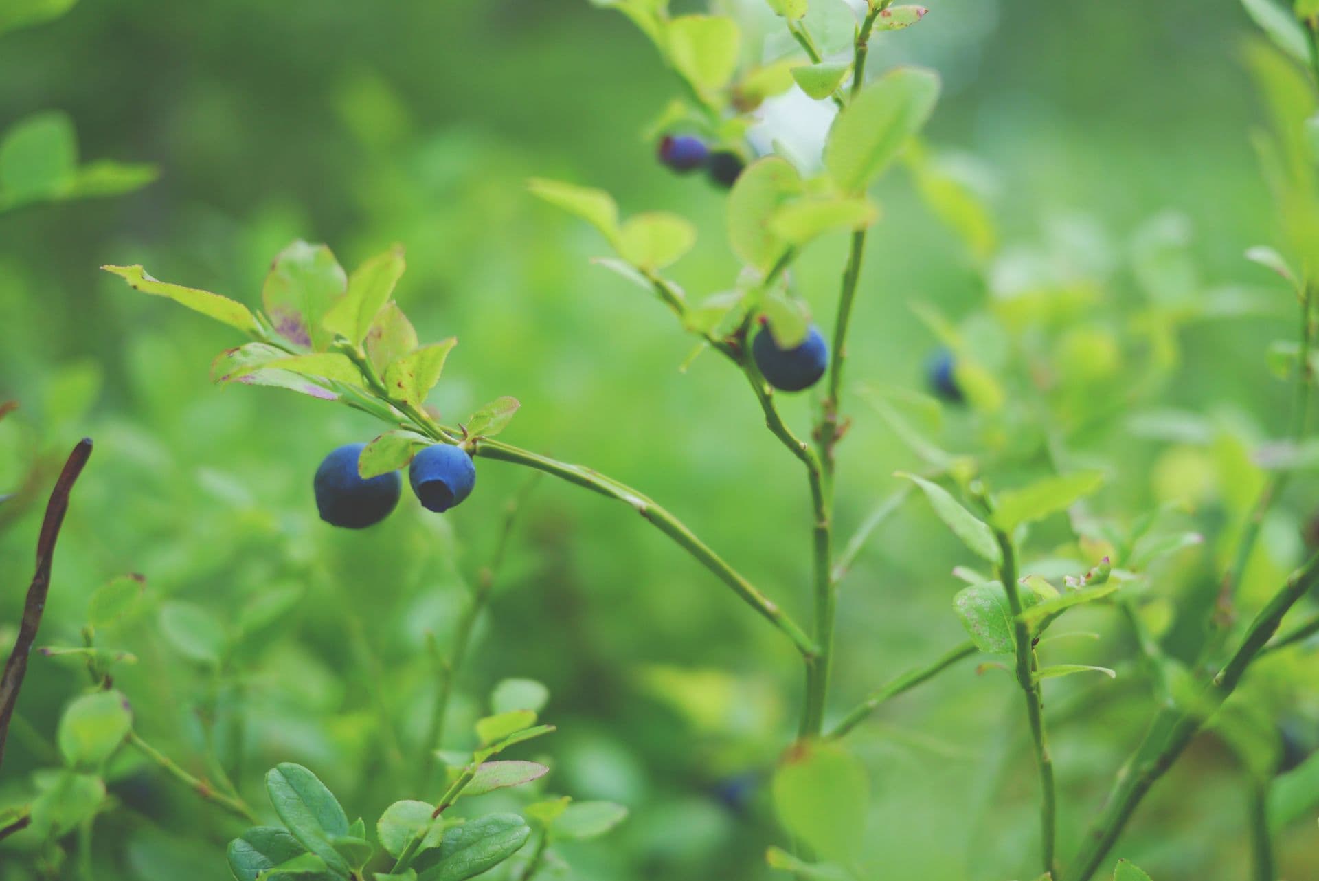 Old Beach Berries
