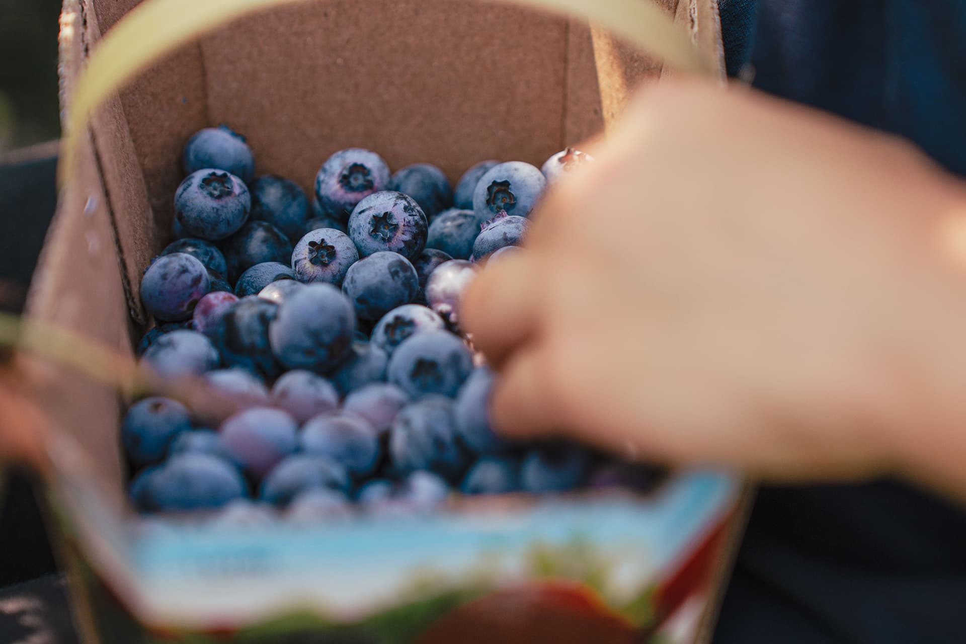 Blue Hills Berries & Cherries