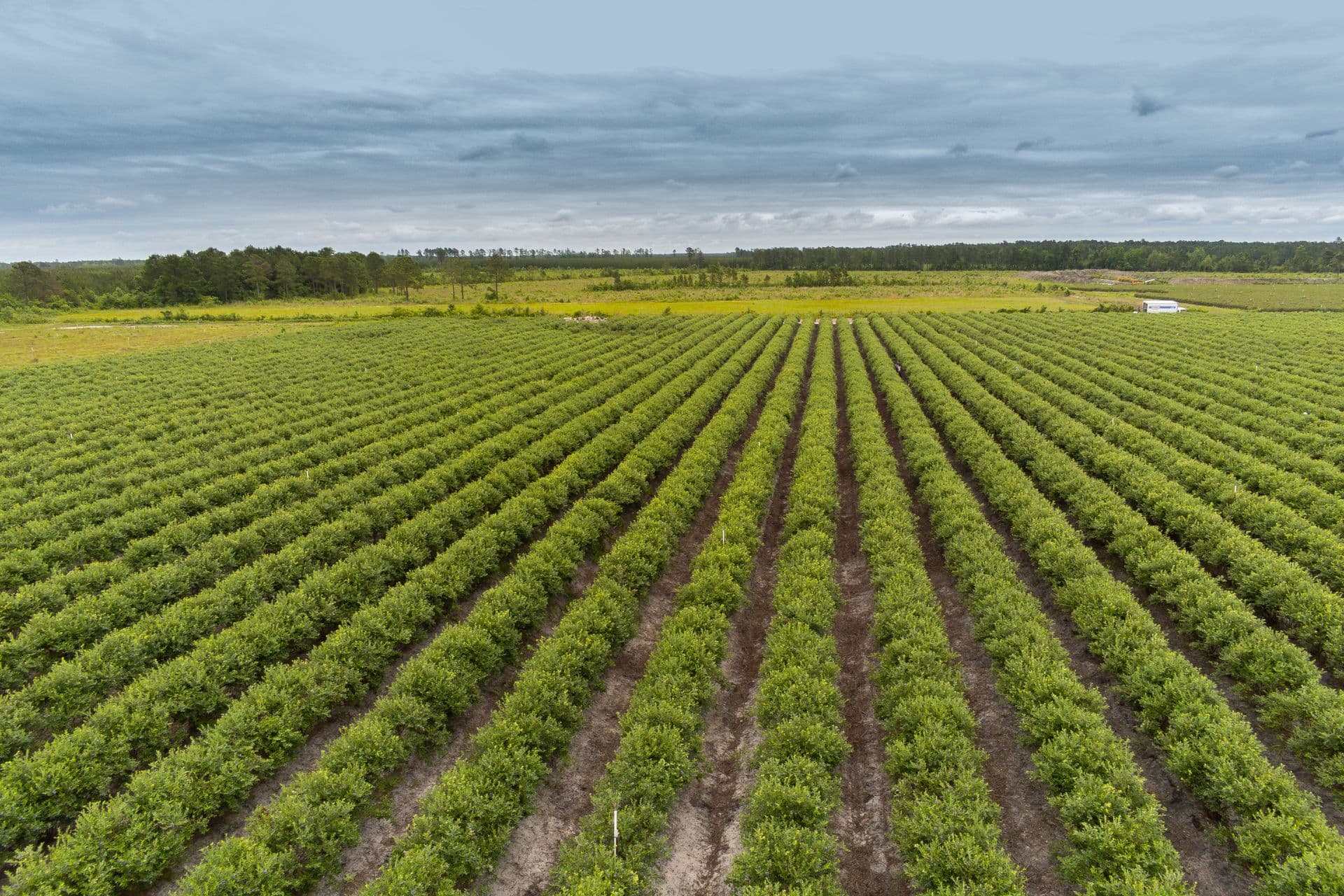 Thistleberry Farm