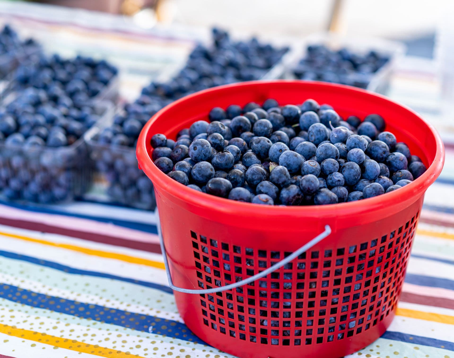 Monbulk Blueberry Farm