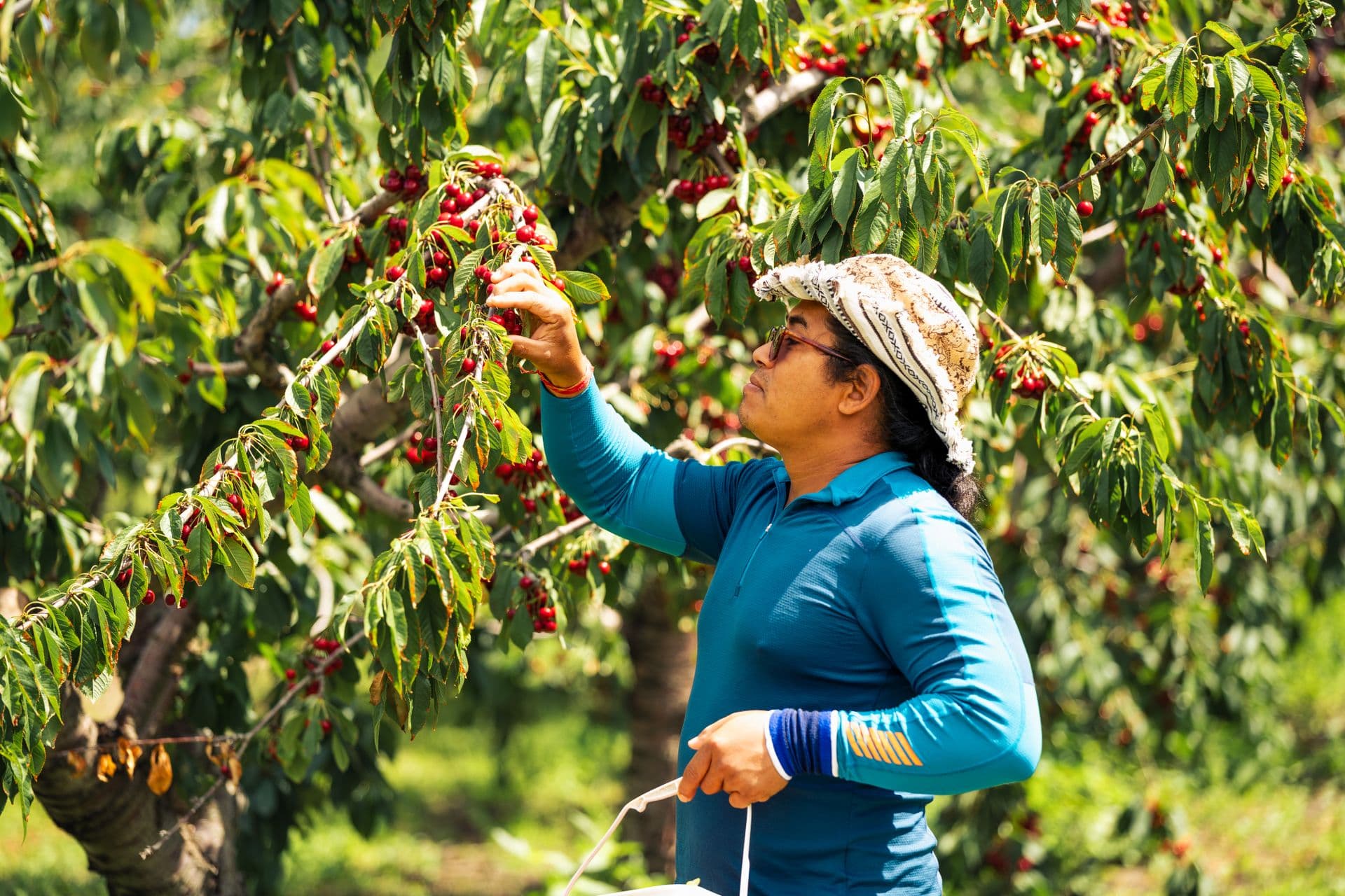 A.T. Thompson Cherries