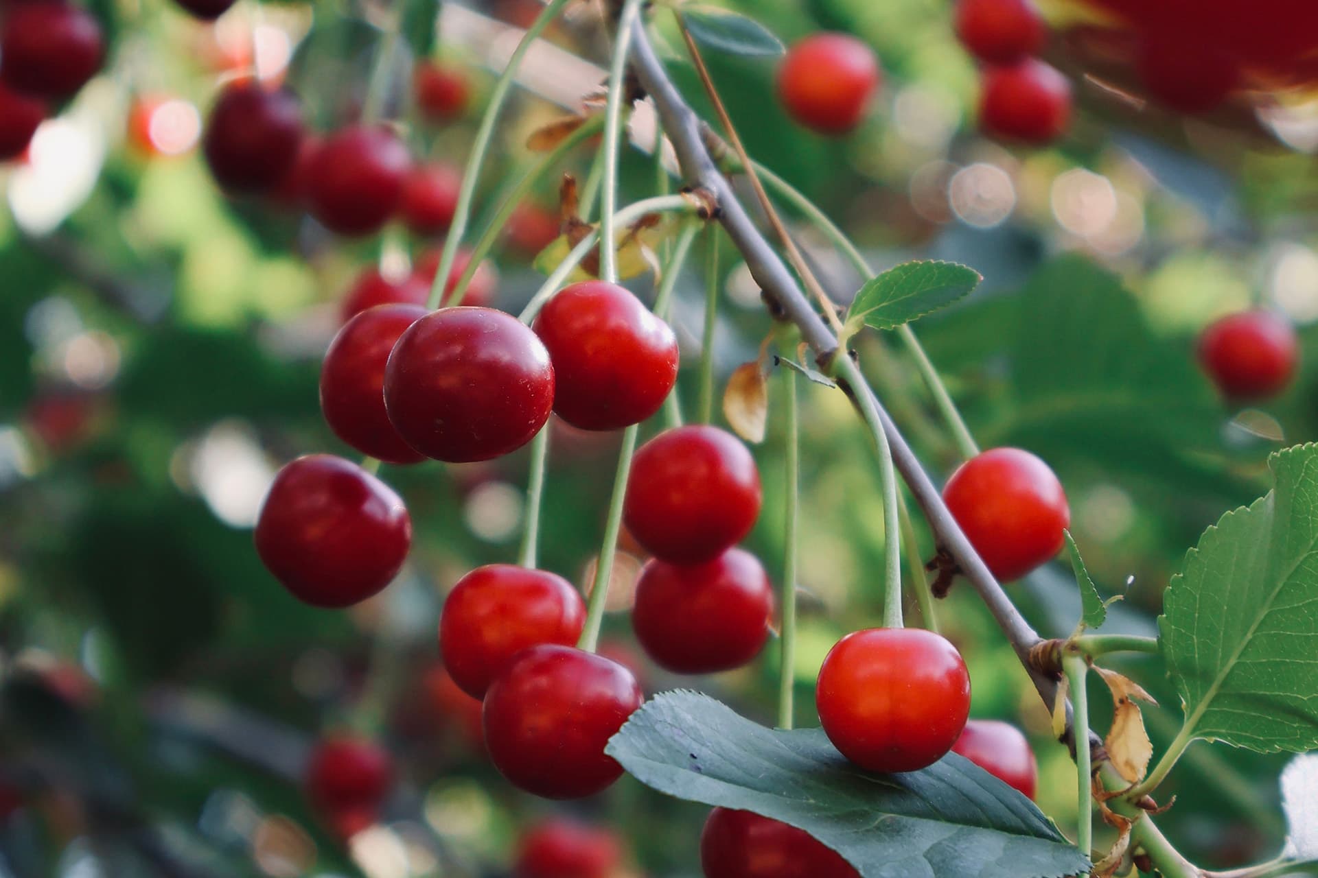 Ripe 'N' Ready Cherry Farm