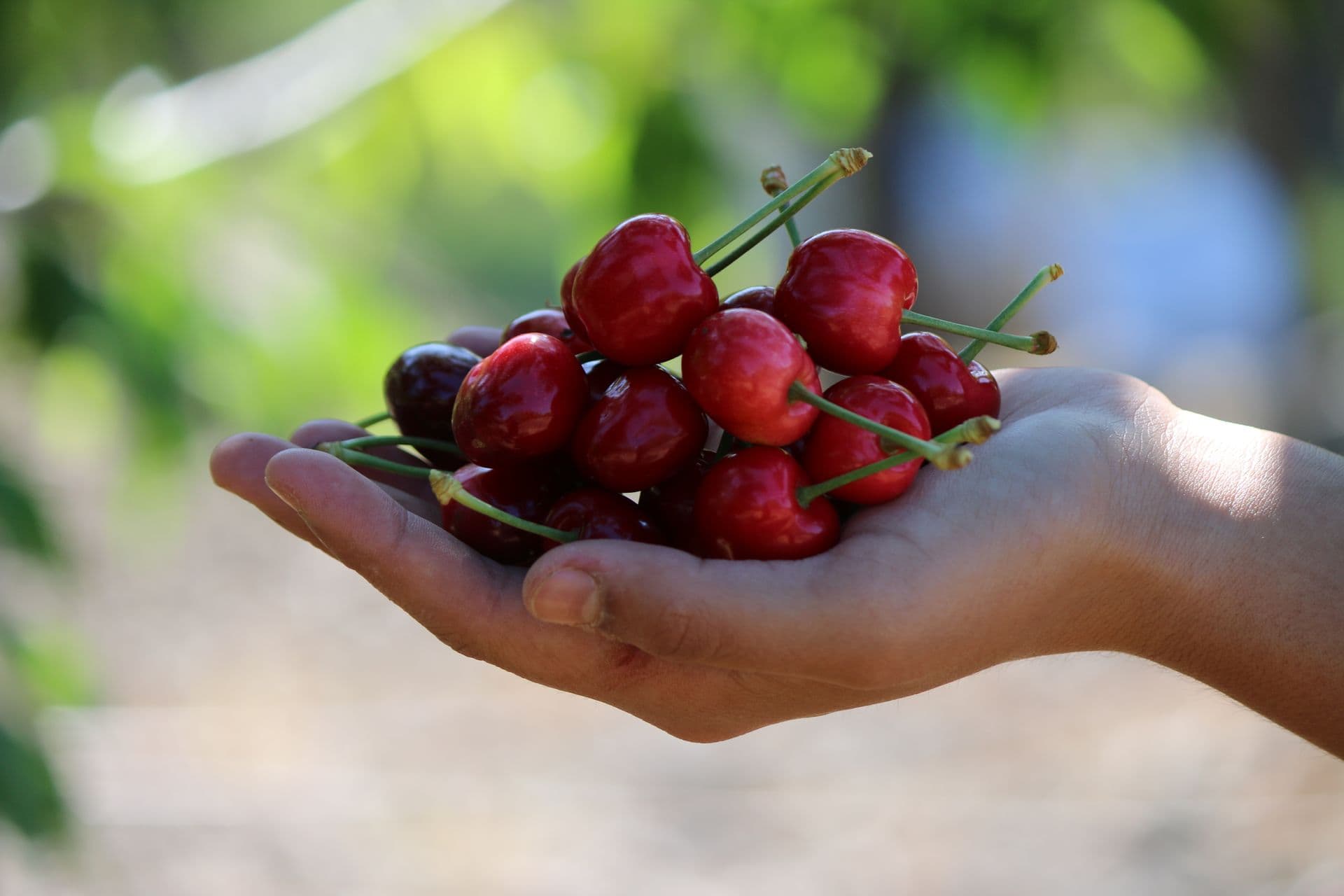 Fleurieu Cherries