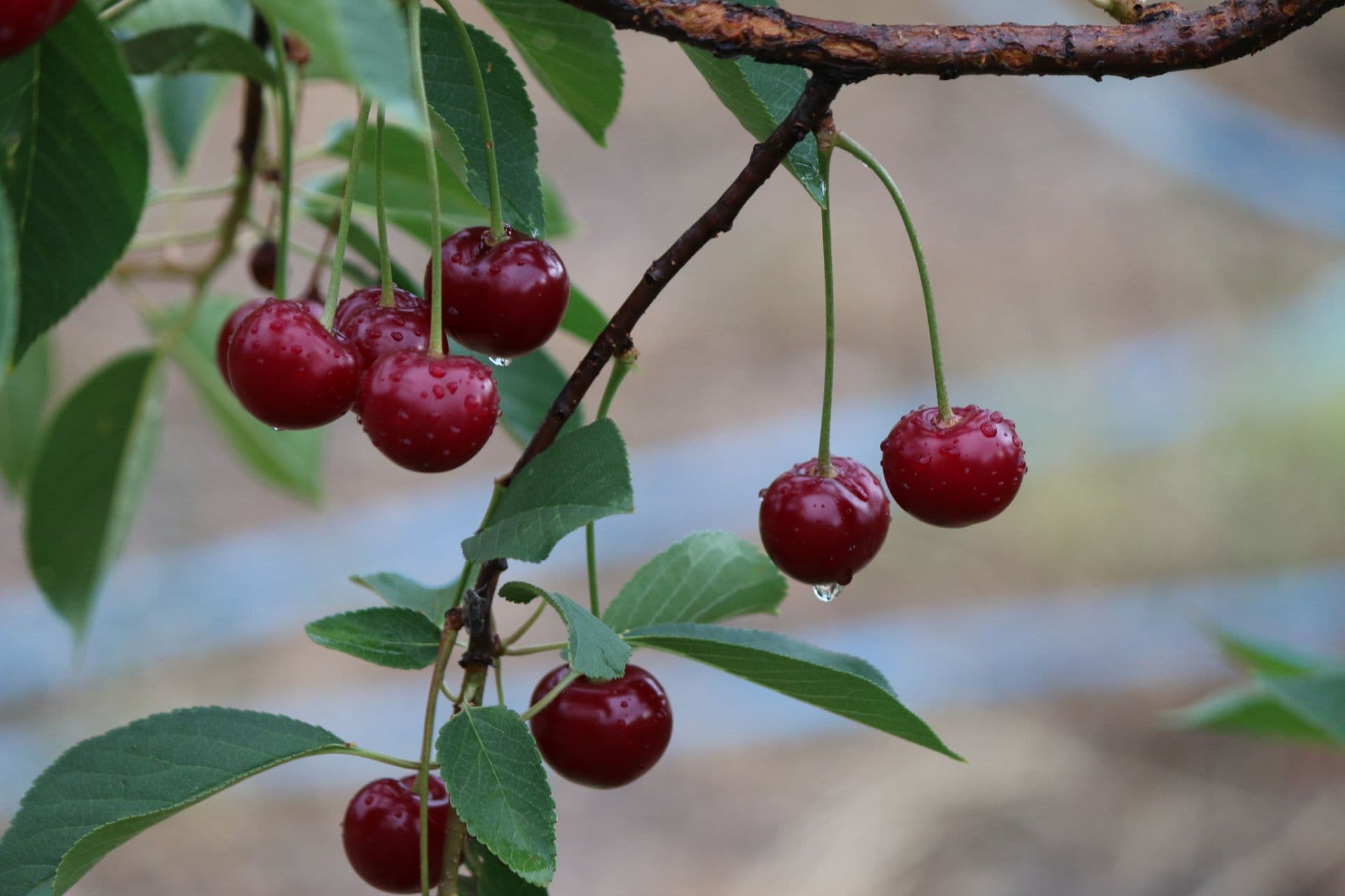 @Birdwood Pick Your Own Cherries