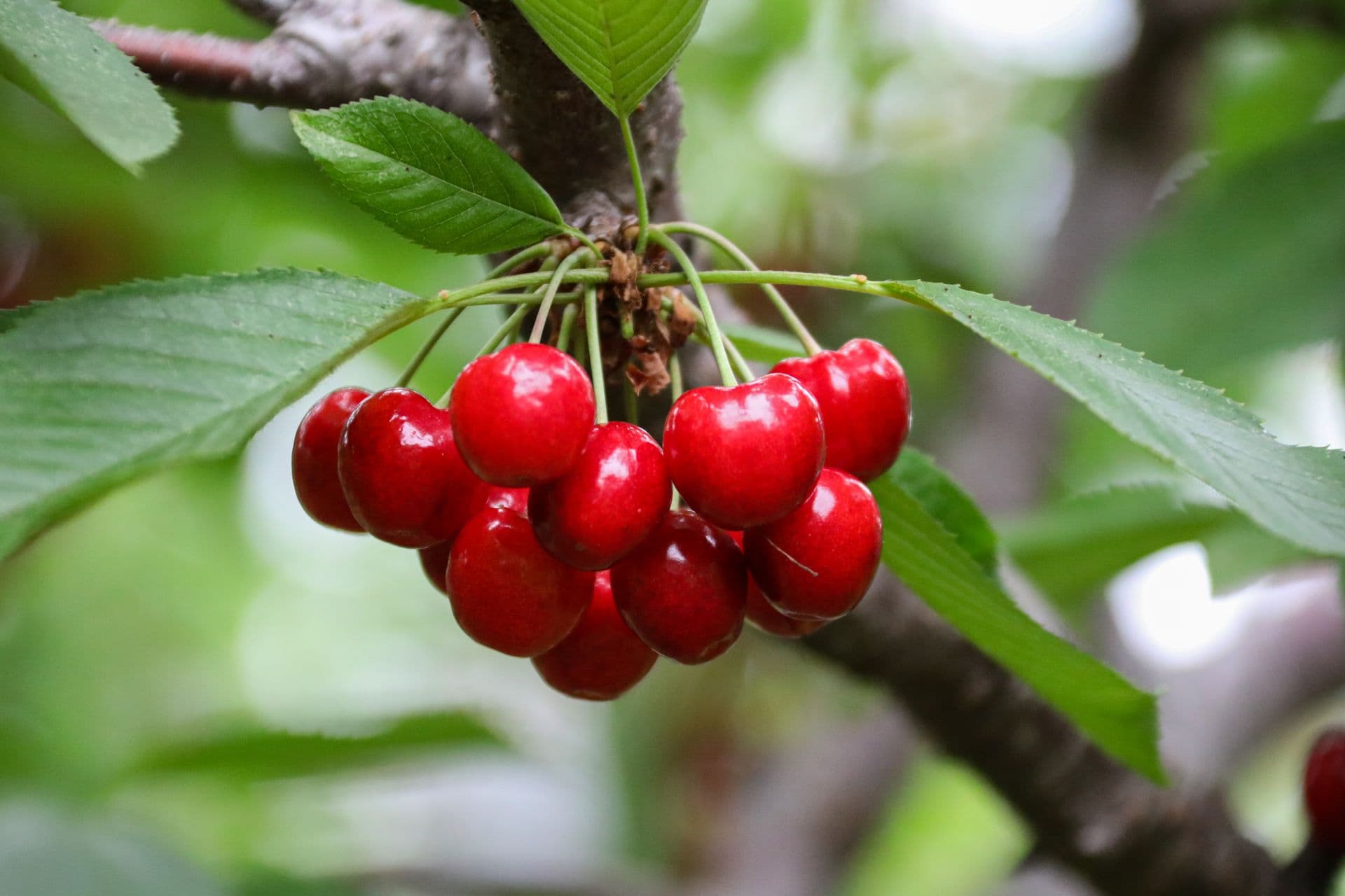 Charleston Cherries