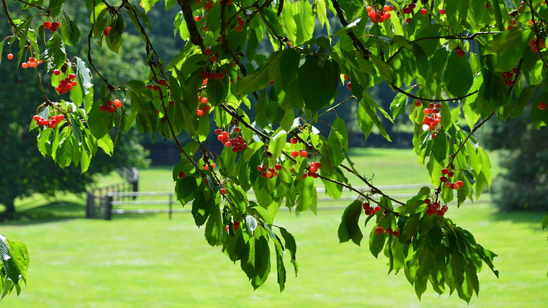 Phil Chapman's Cherries and Berries