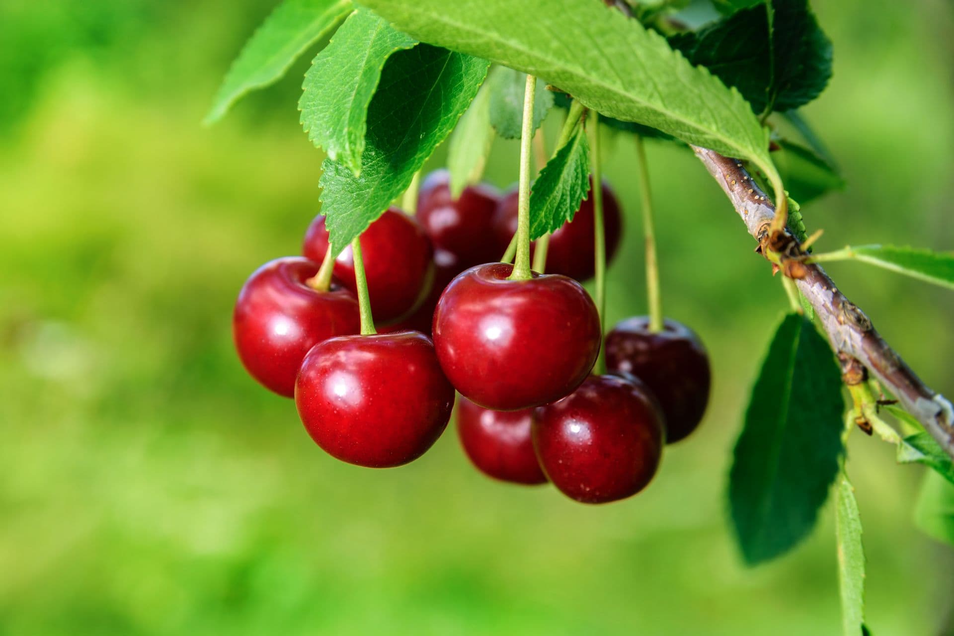 Harben Vale Cherries
