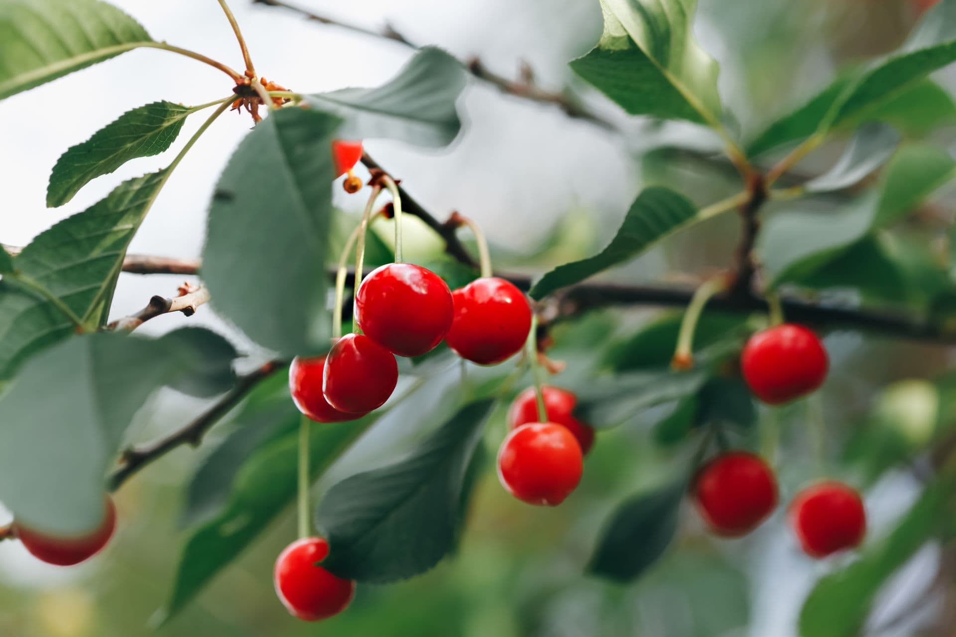 Carmel Cherry Farm