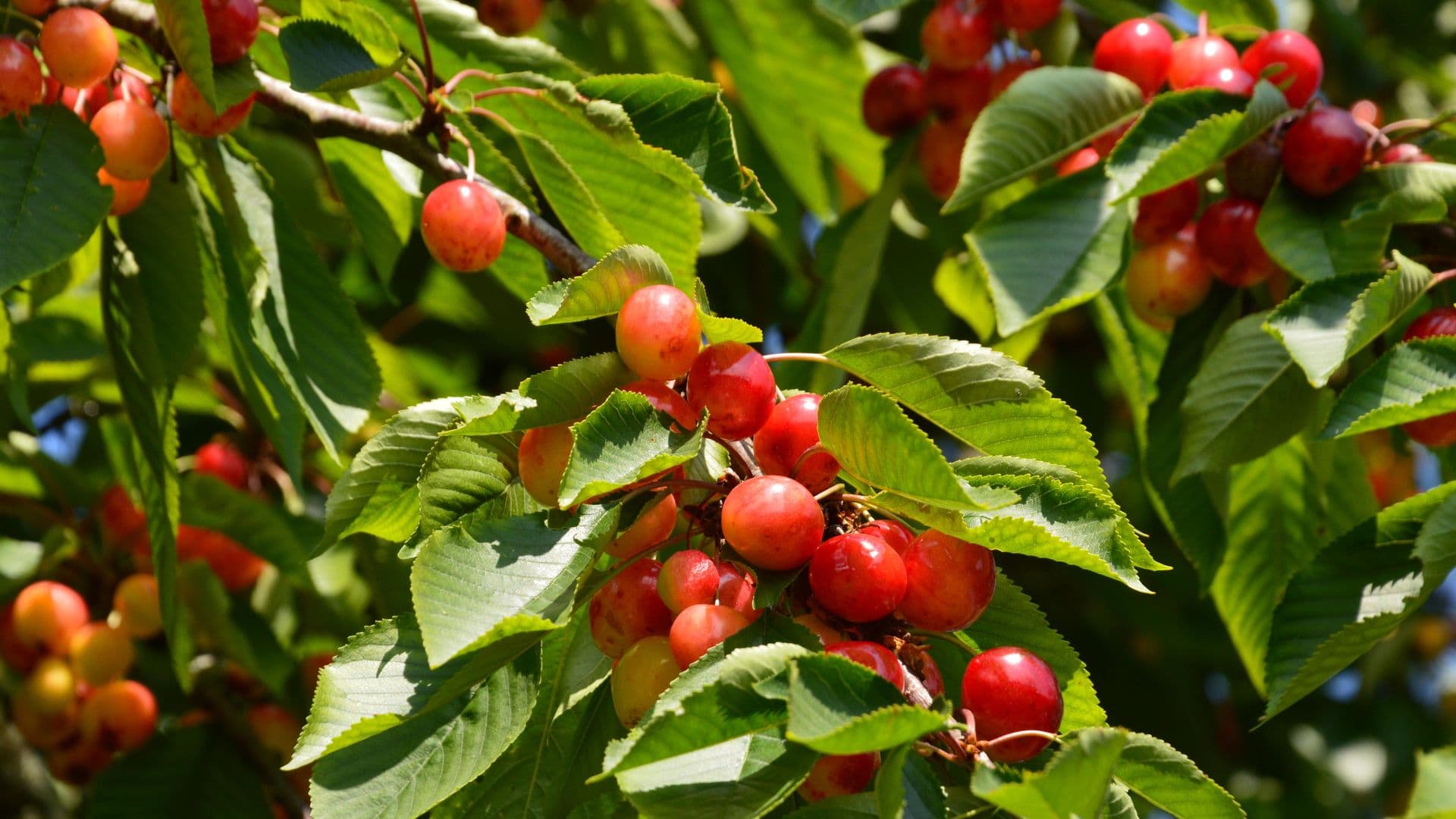 Cherries at Verdun