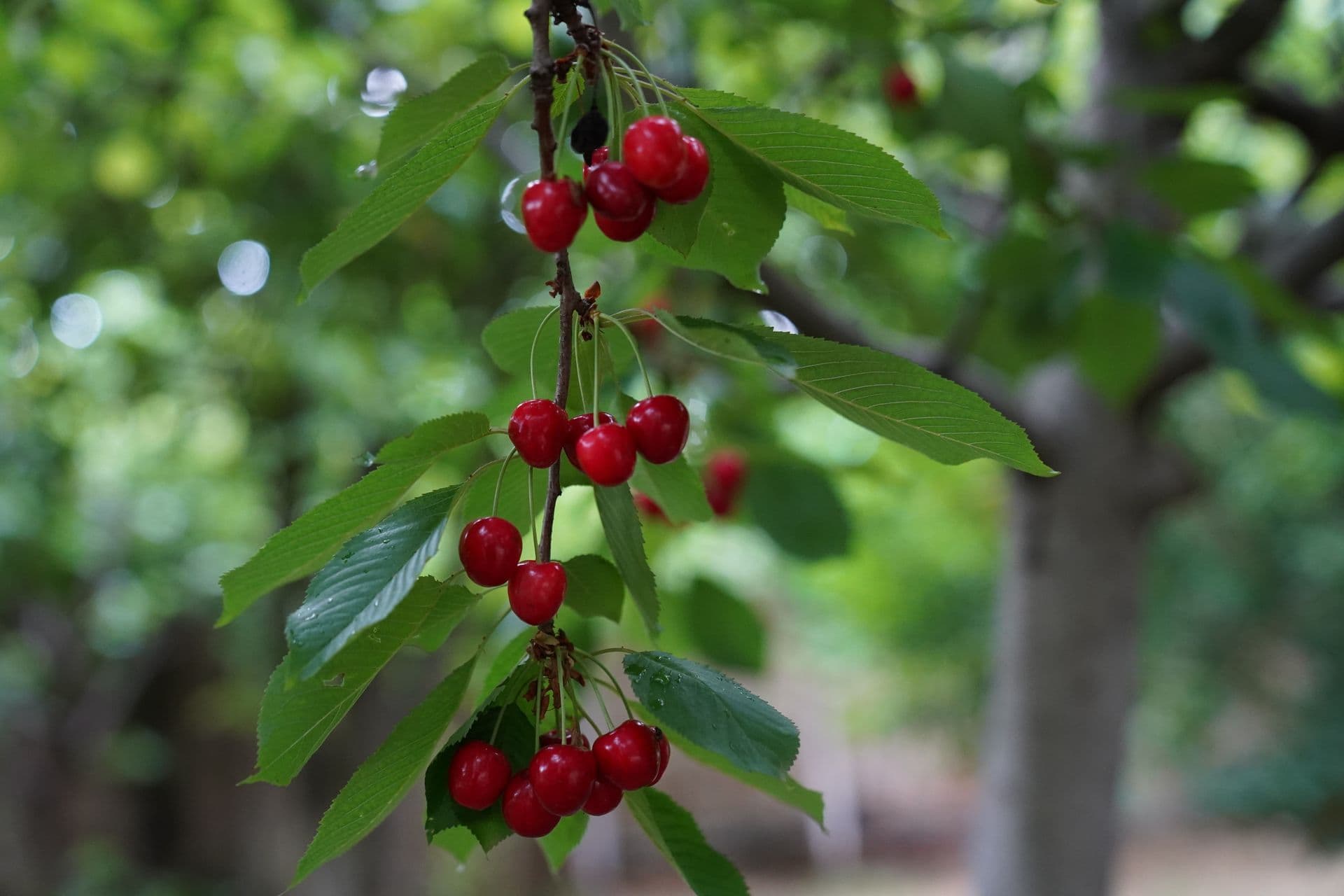 Willowbank Cherries