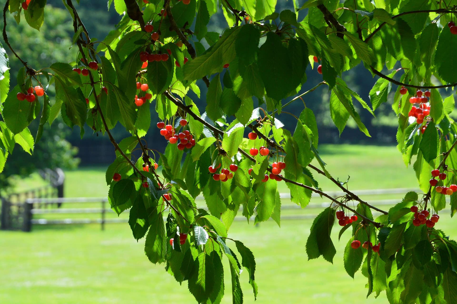 Cherry Haven