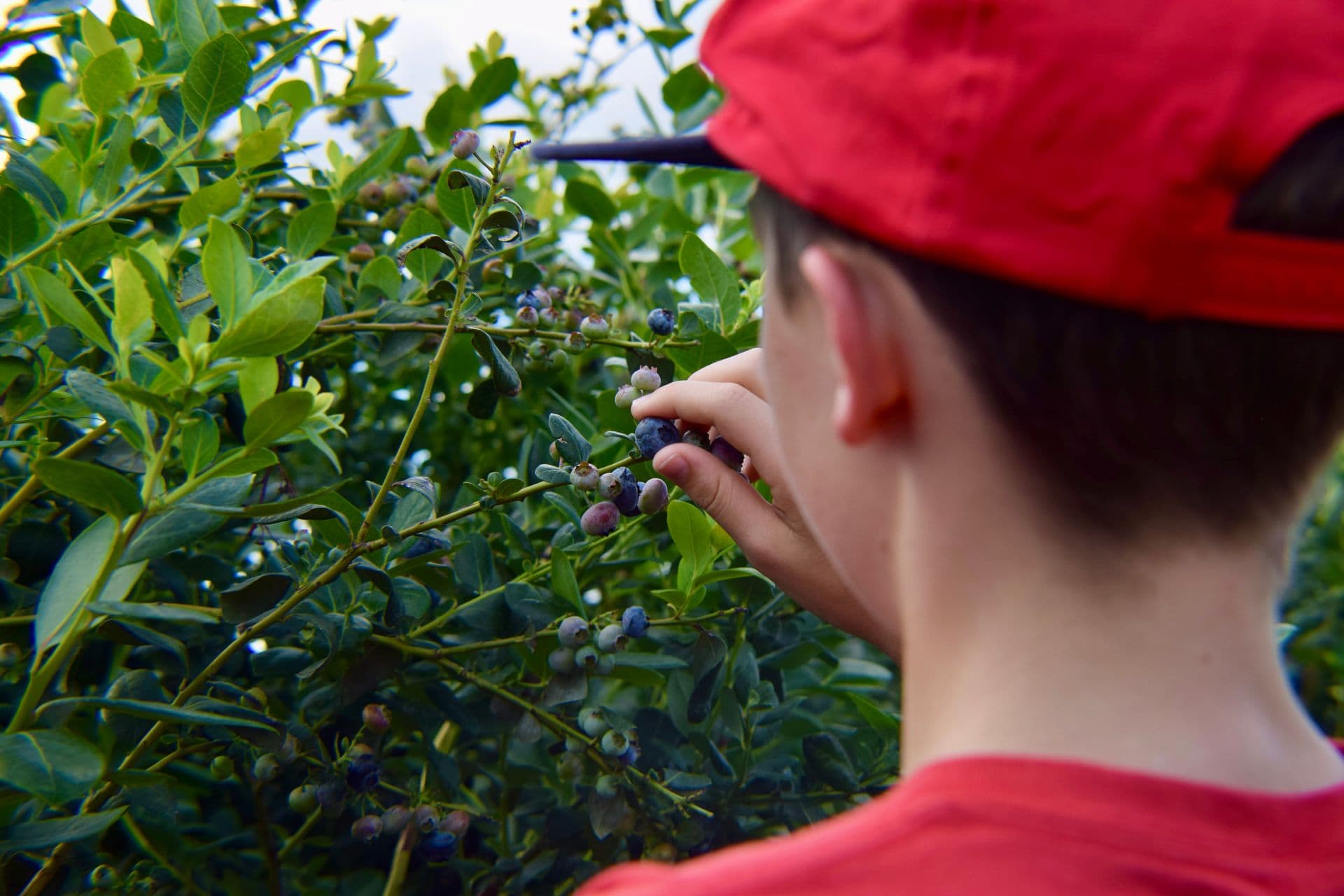 Blueberry Hills on Comleroy