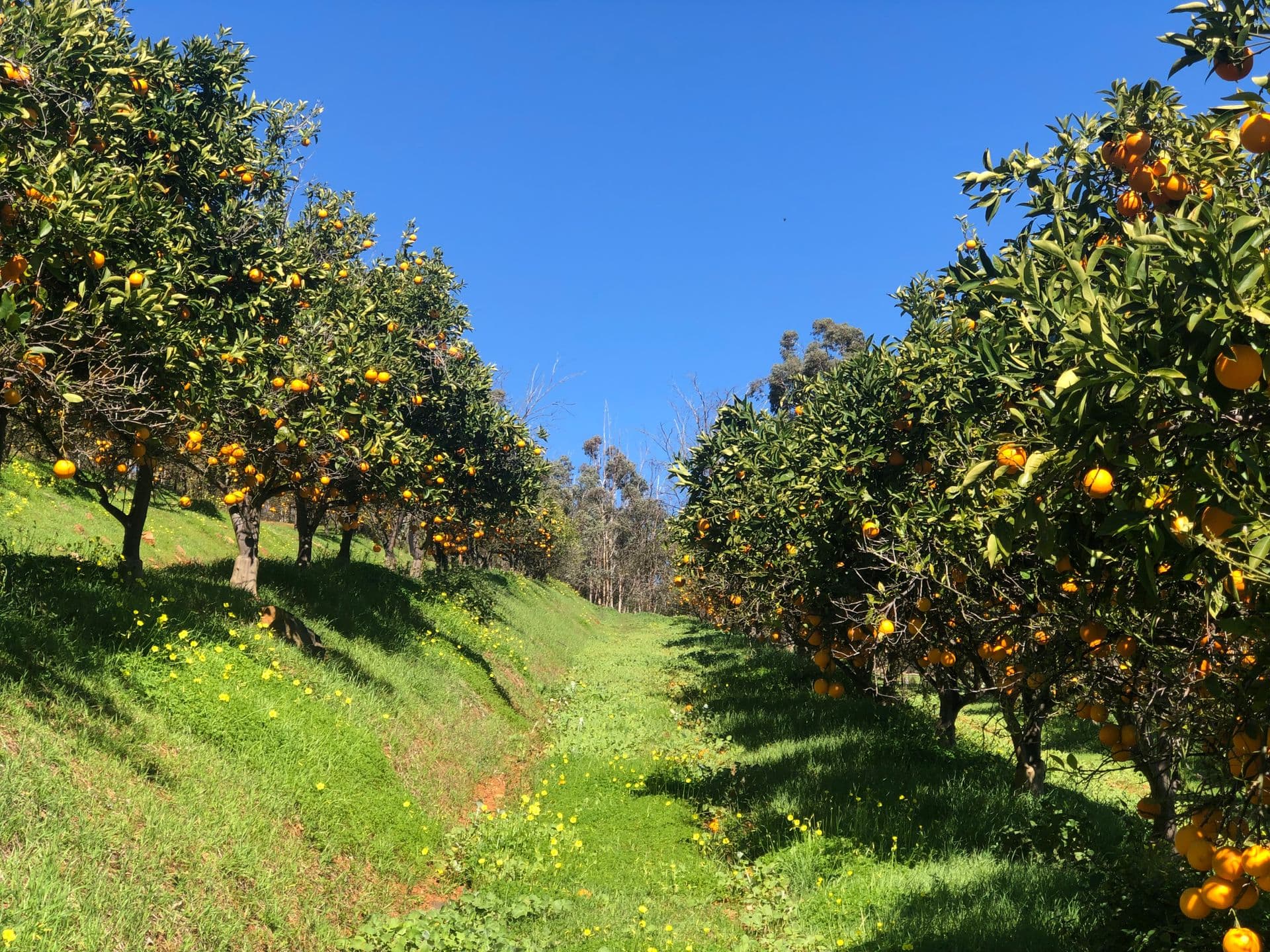 Swan Valley Sisters