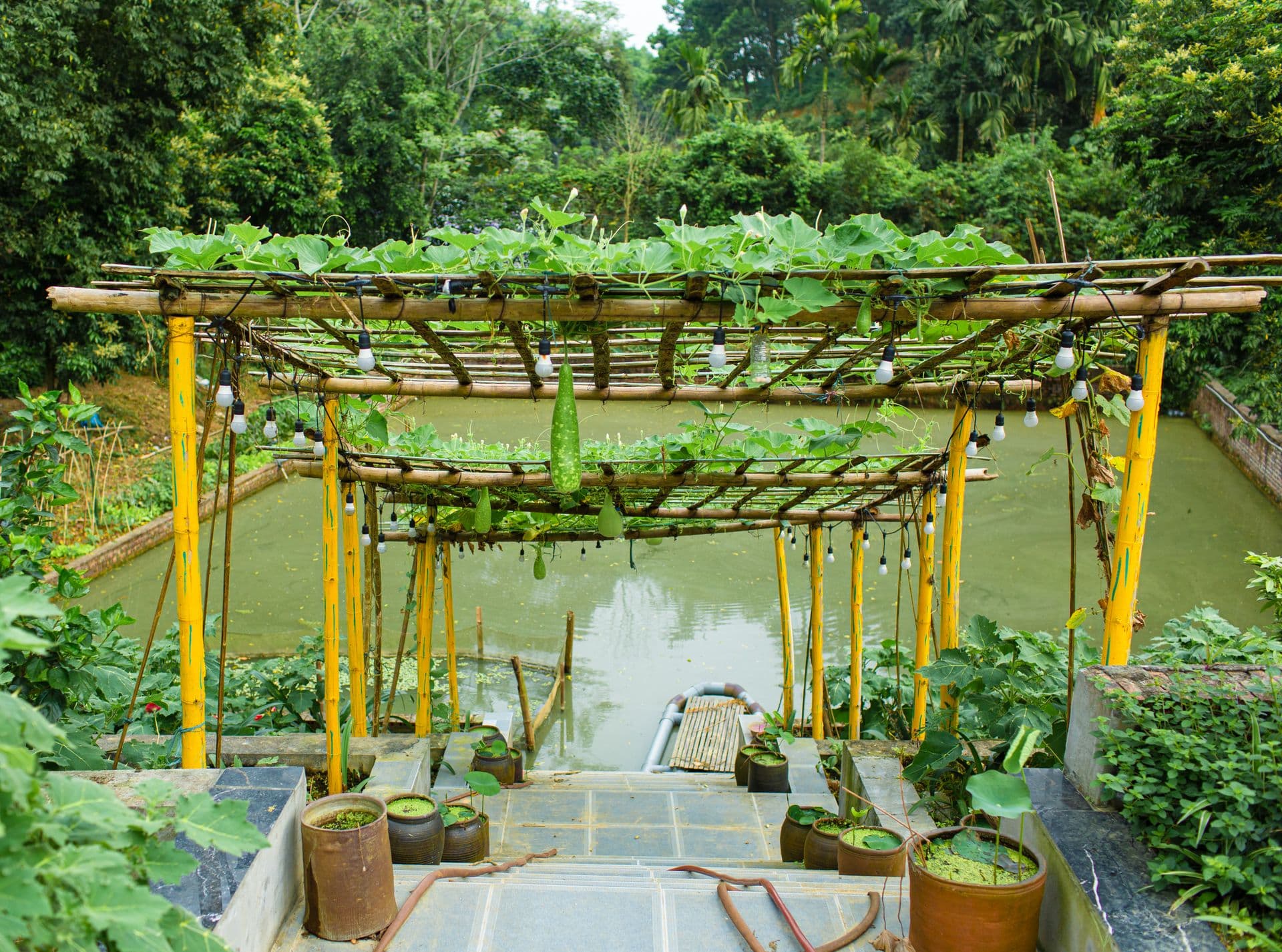 Edible Forest