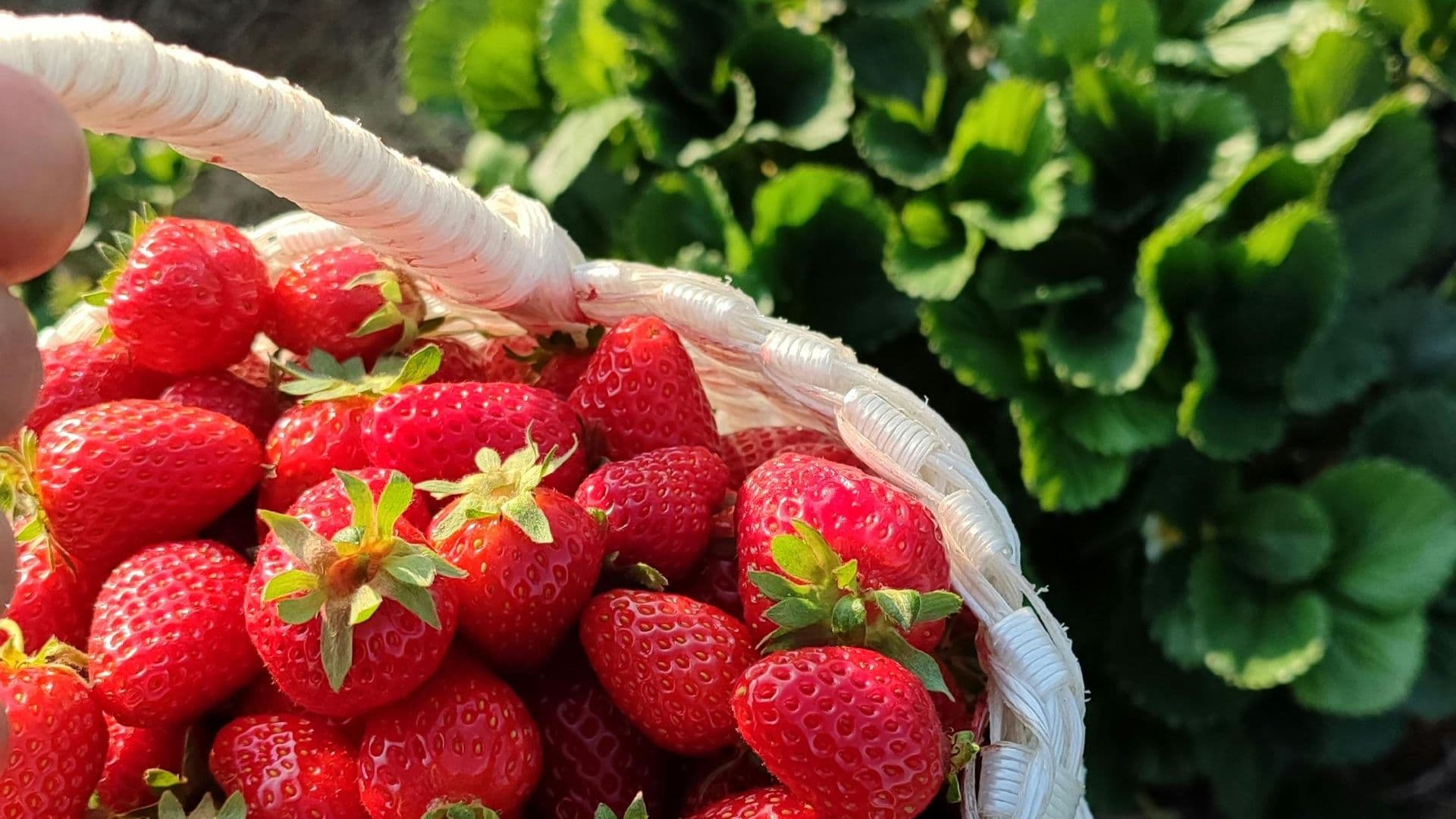 Hoang Le's Strawberries