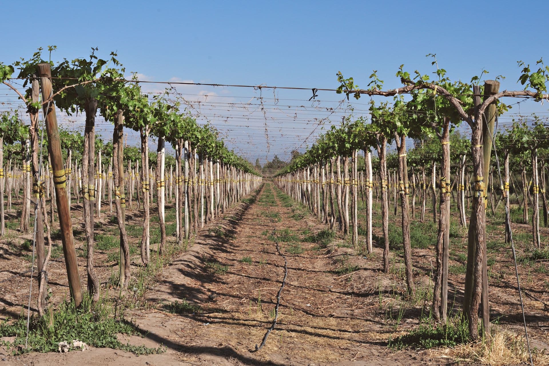 Ali's Vineyard