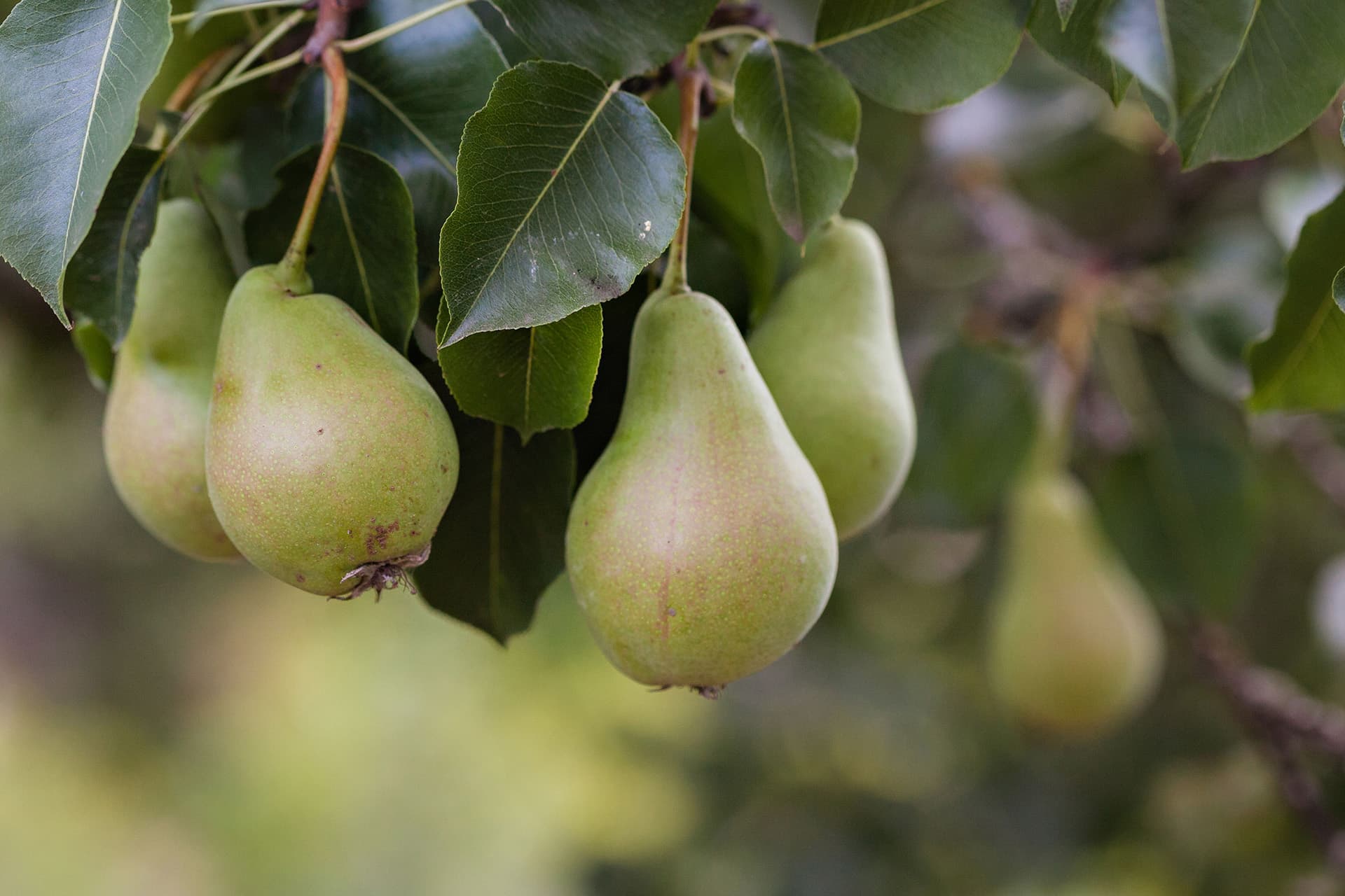 Apted's Orchards