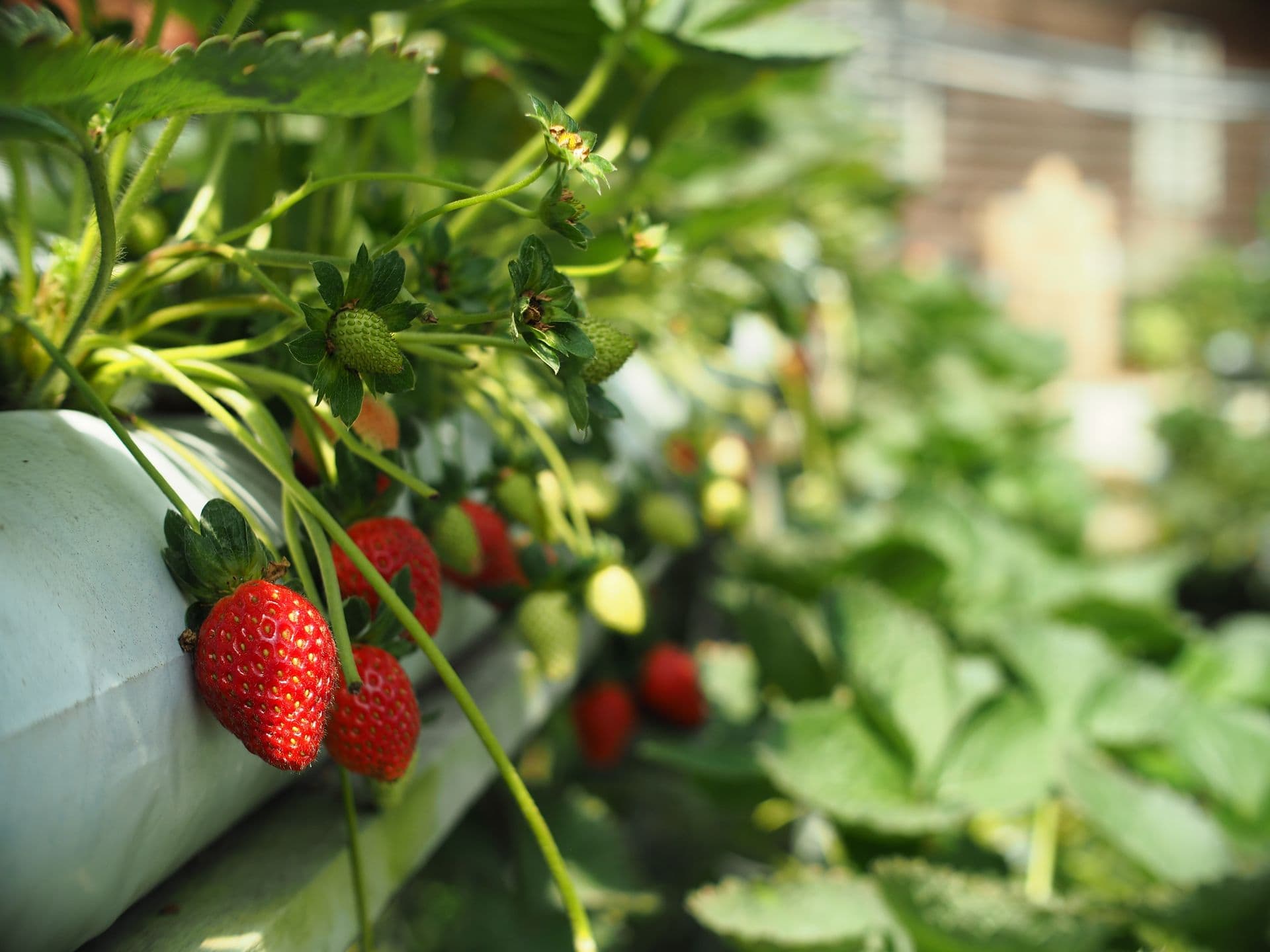 Berrylicious Strawberries
