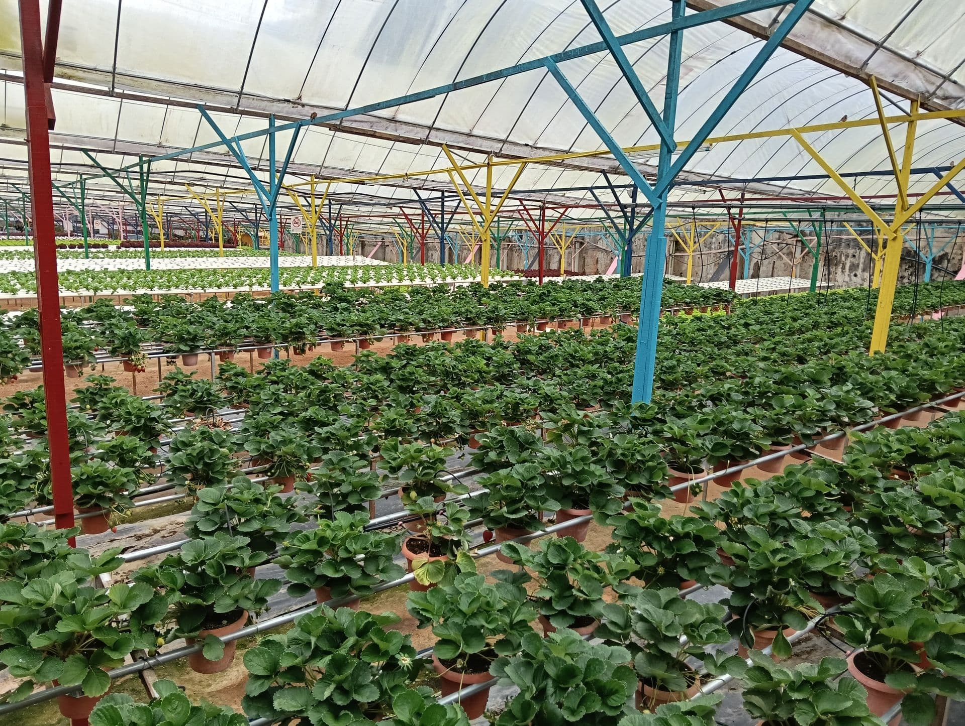 Macca's Farm