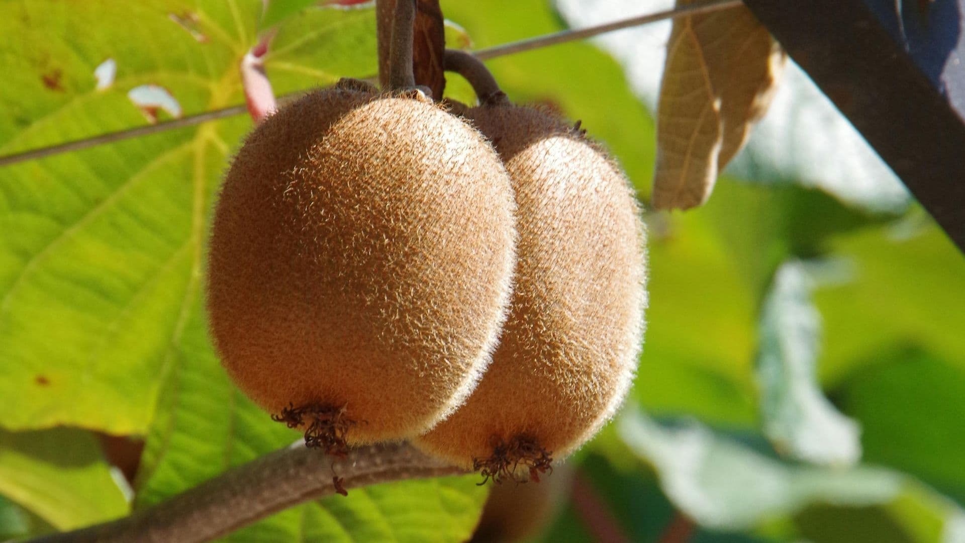 Willow Springs Orchard