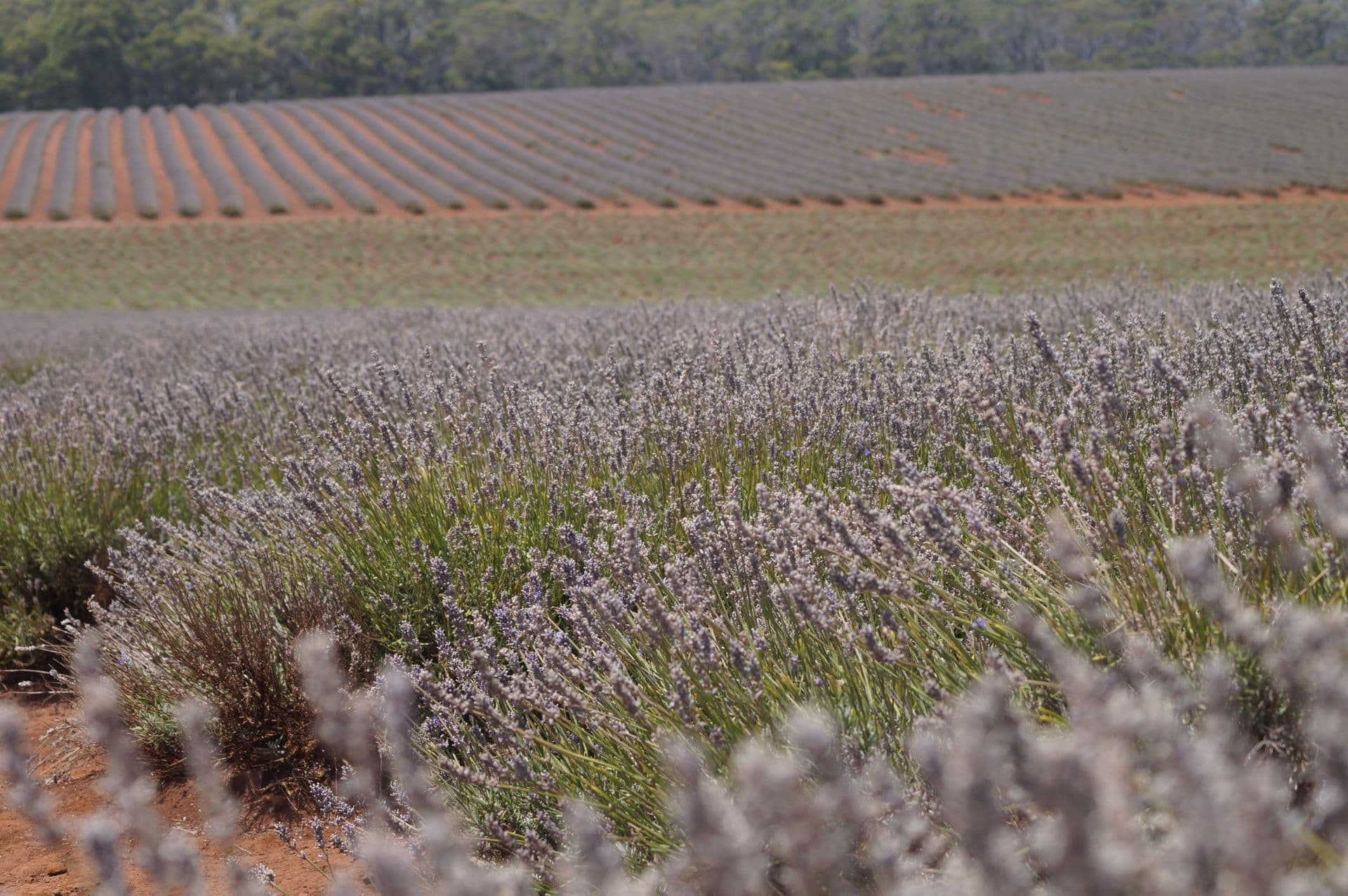 Wandin Yallock Farms