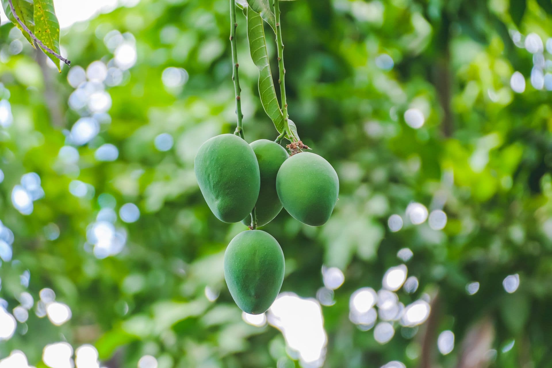 Perth Mango Farm