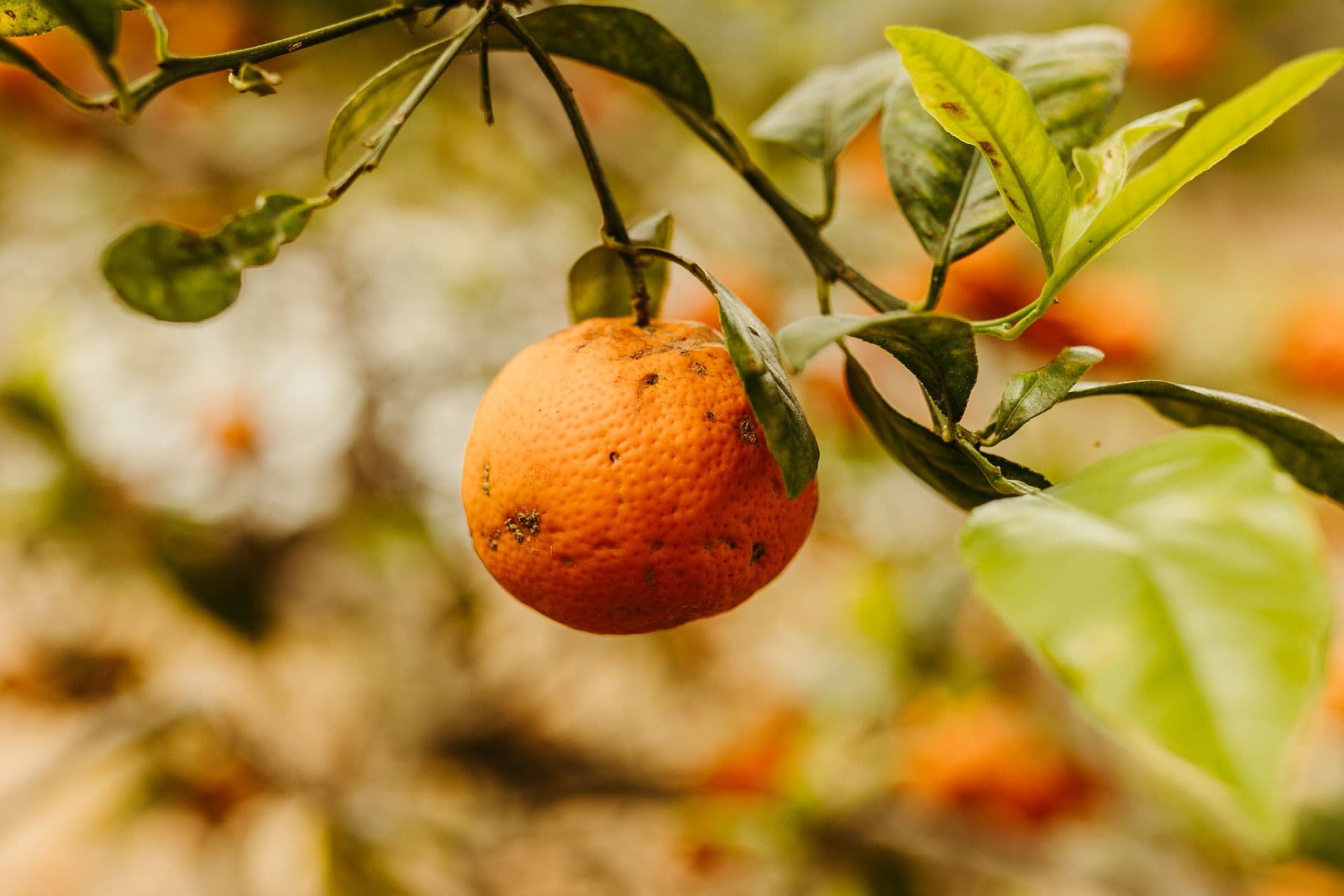Hillsdale Orange Orchard