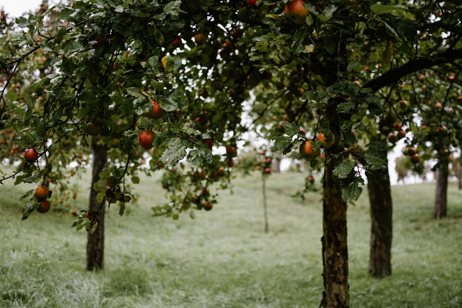Farnsworth Apple & Cherry Orchard
