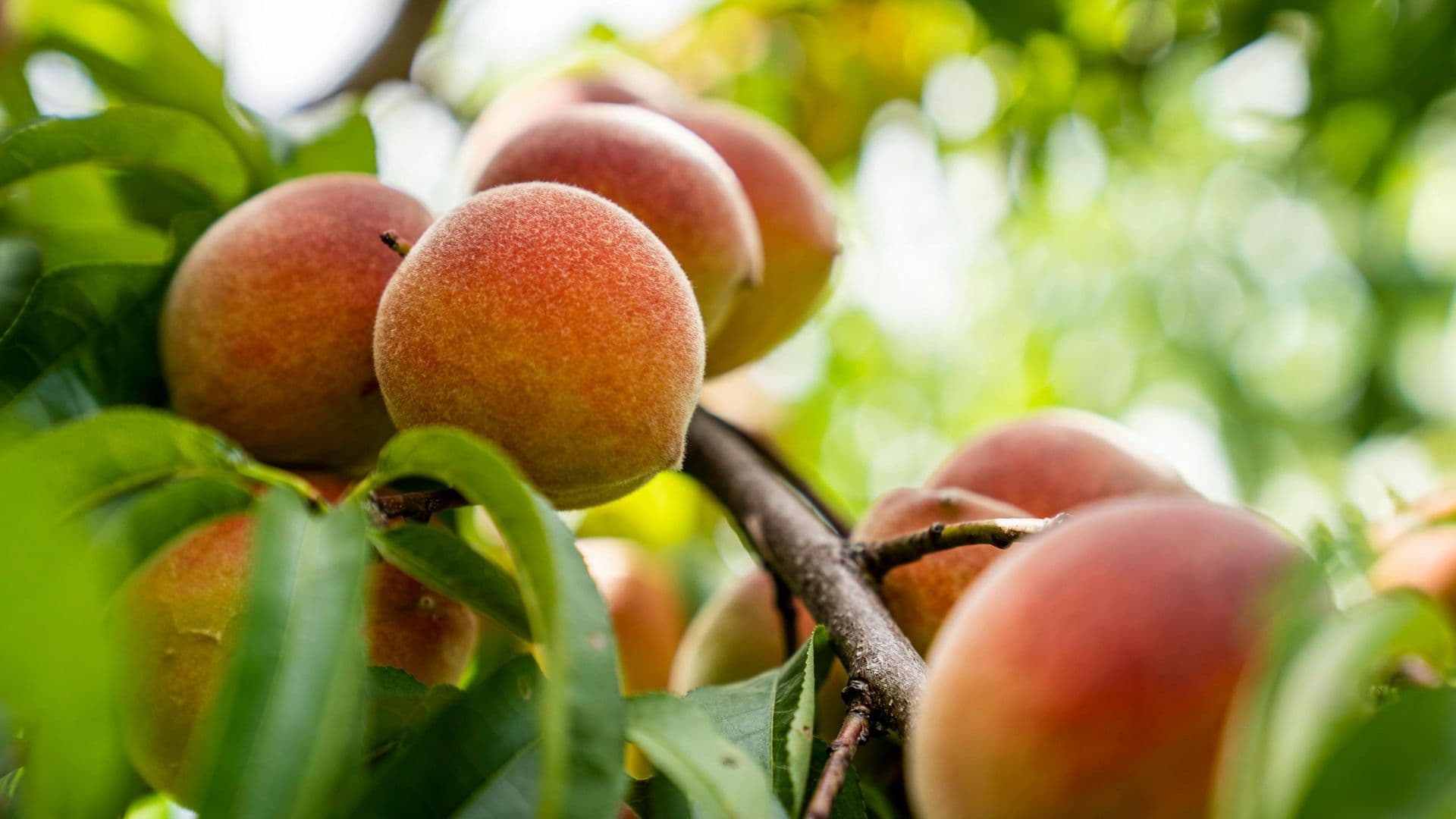 S&R Orchard Perth
