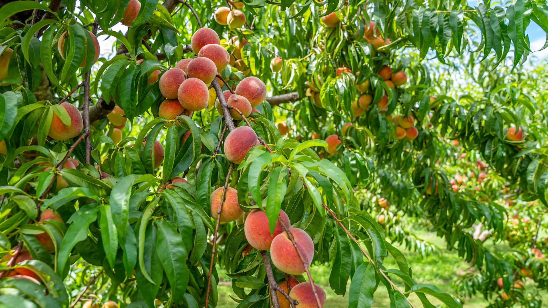 The Orchard at Montague