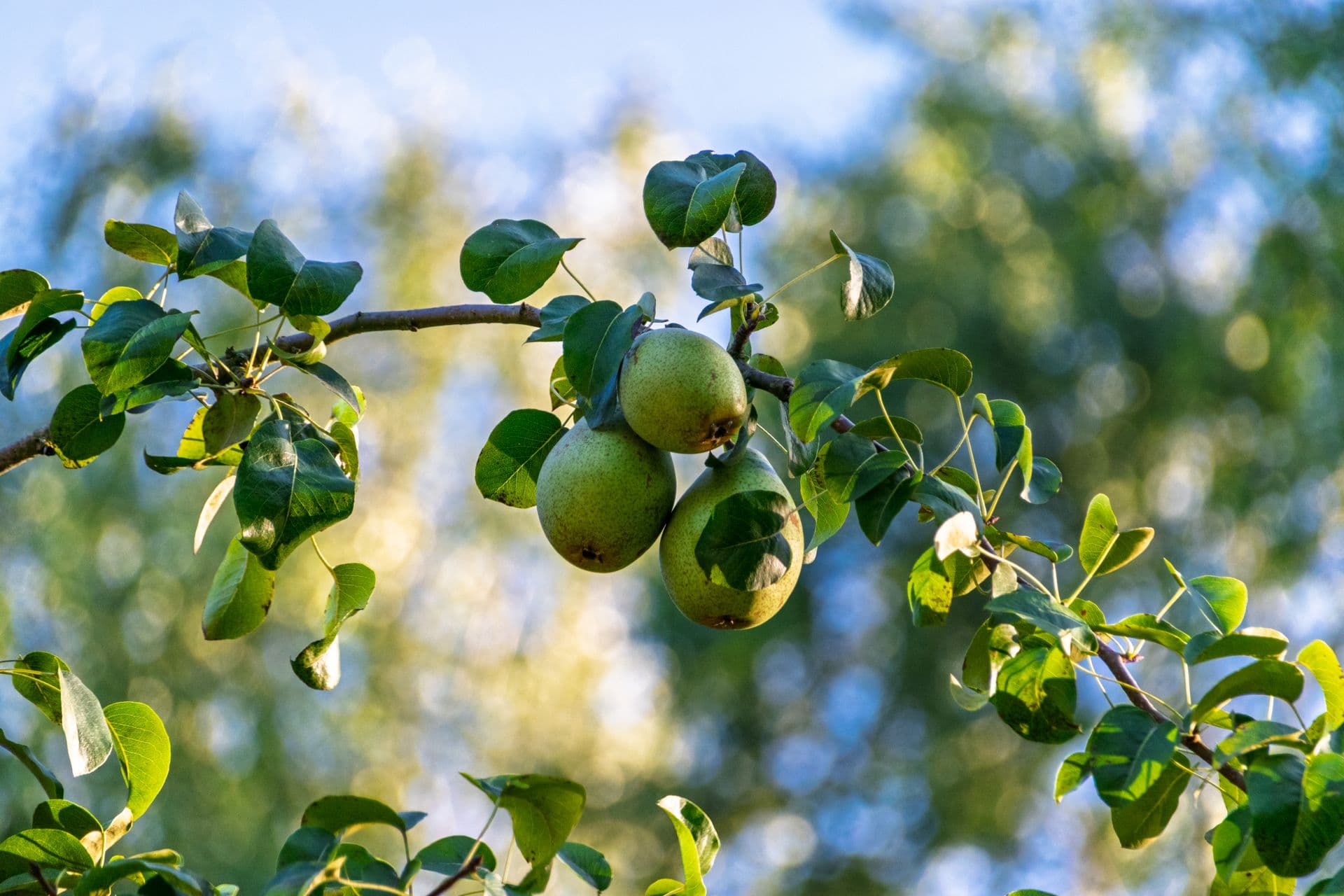 Bilpin Springs Orchard