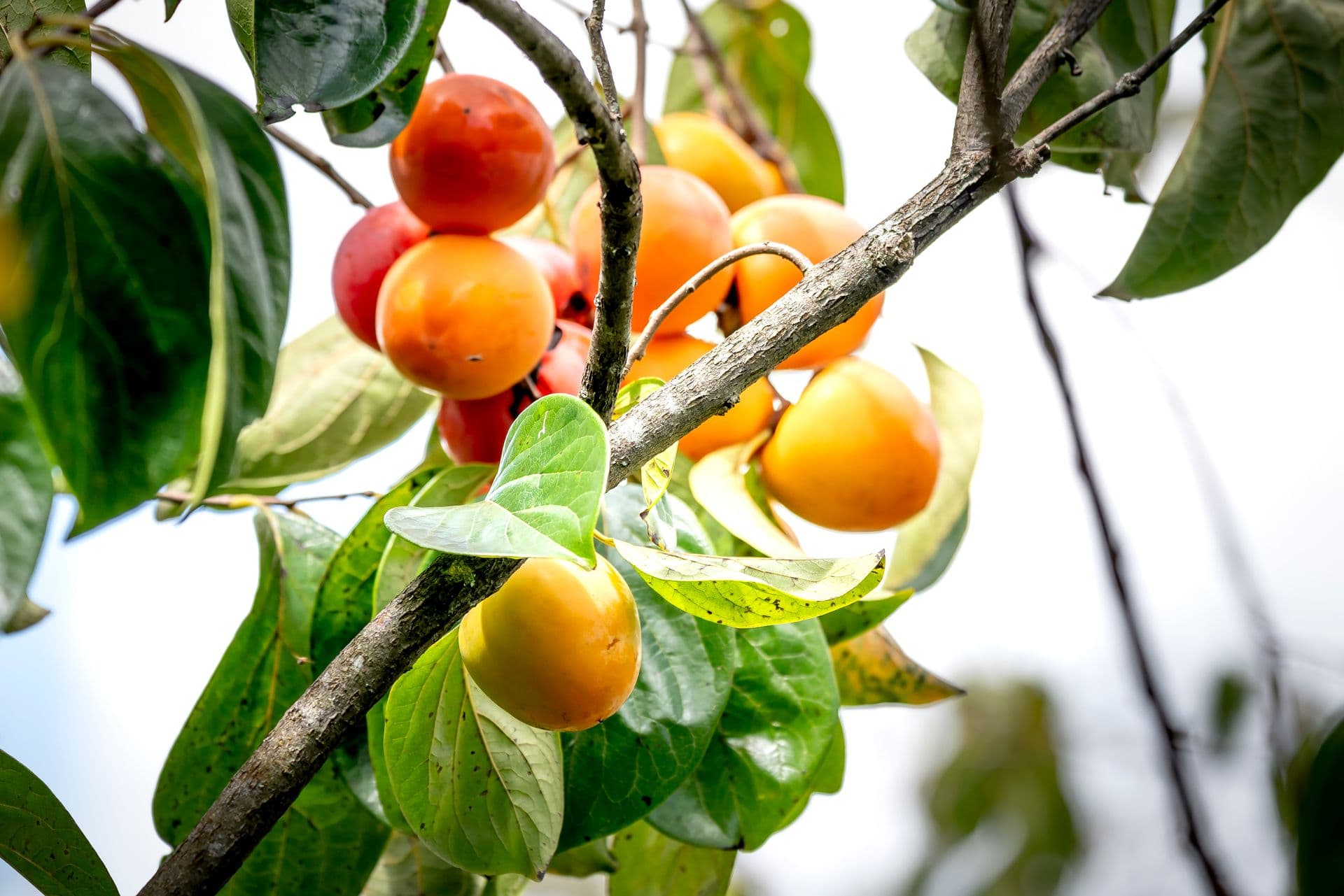 Bellevue Orchard