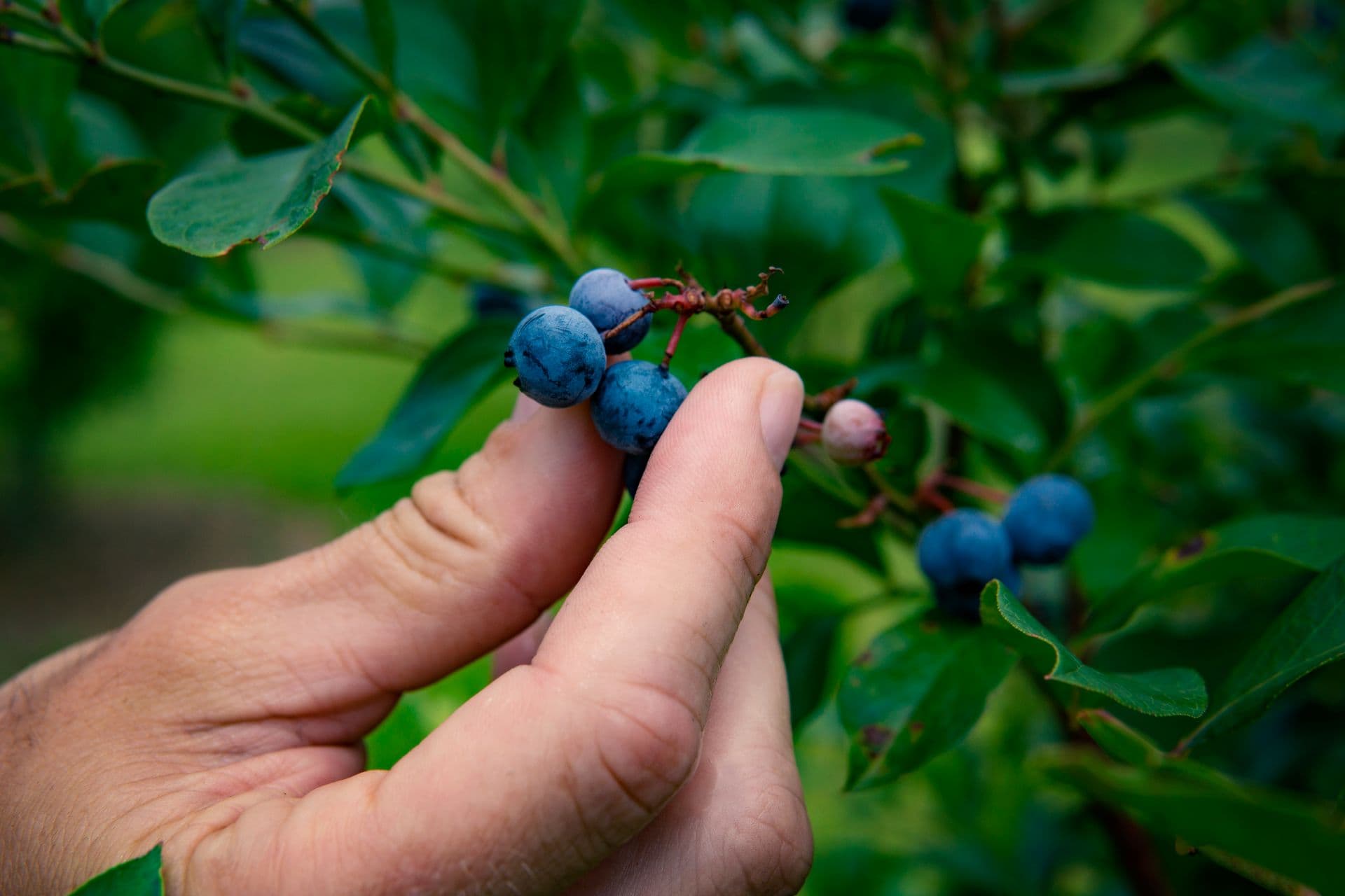 Castella Blueberry Farm