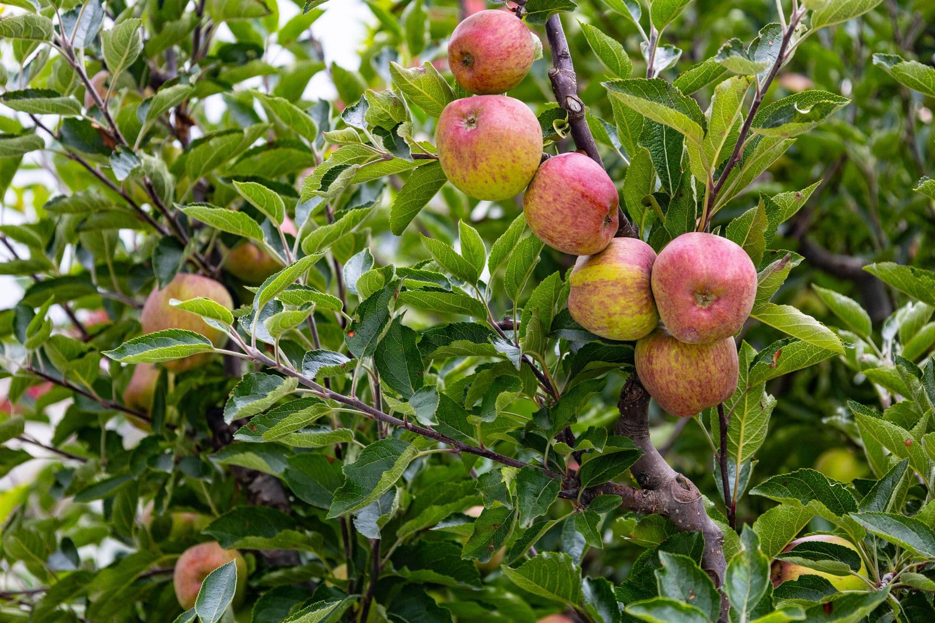 Mahnew Orchard