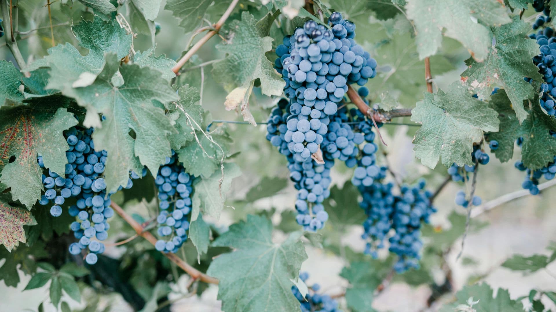 Grapes on Swan