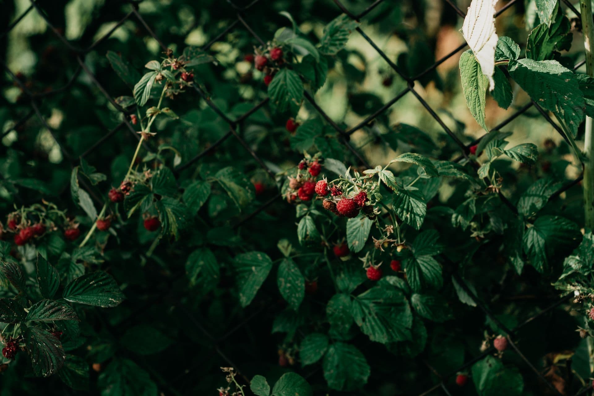 Westerway Raspberry Farm