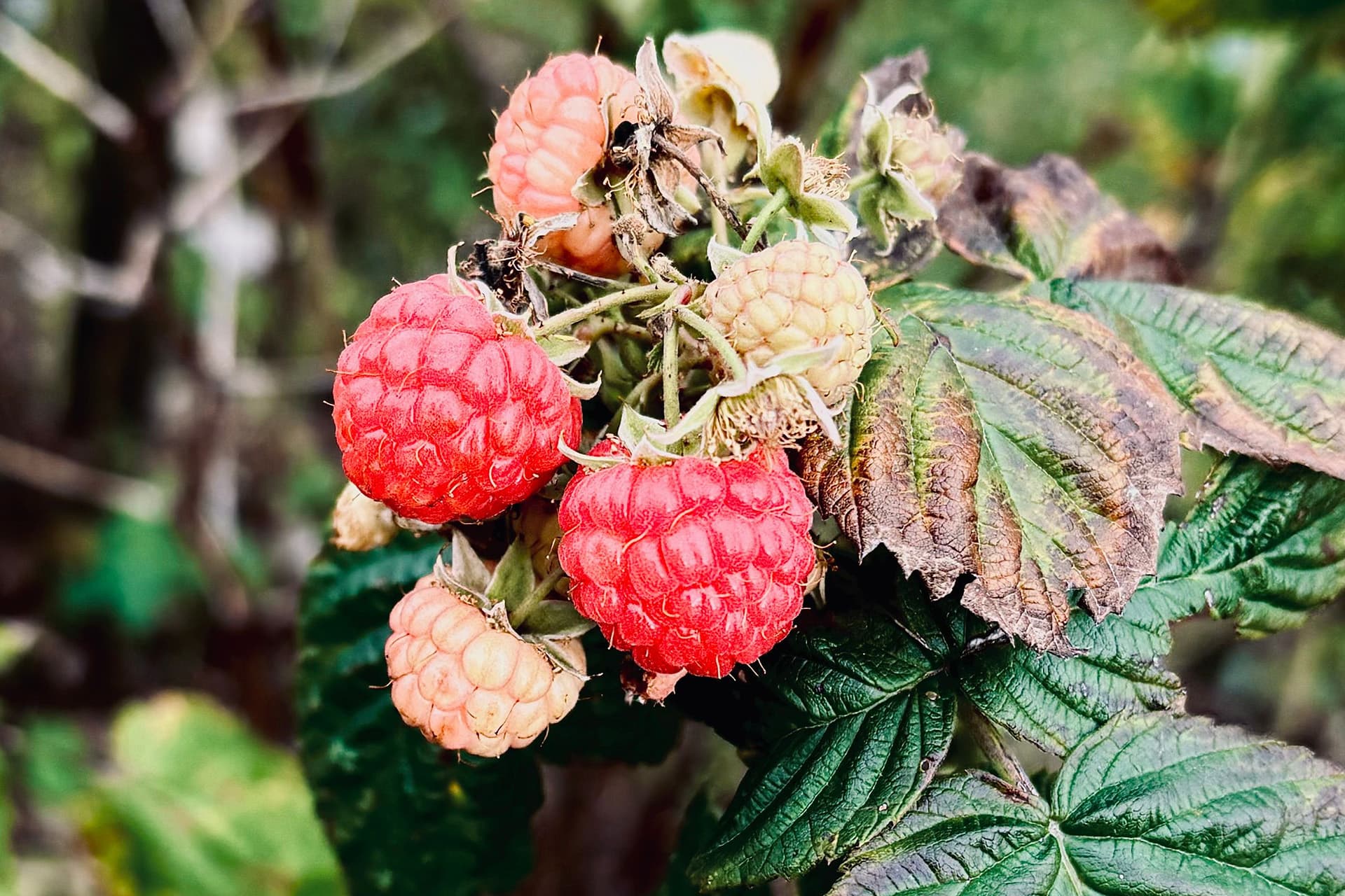 Sunny Creek Organic Berry Farm
