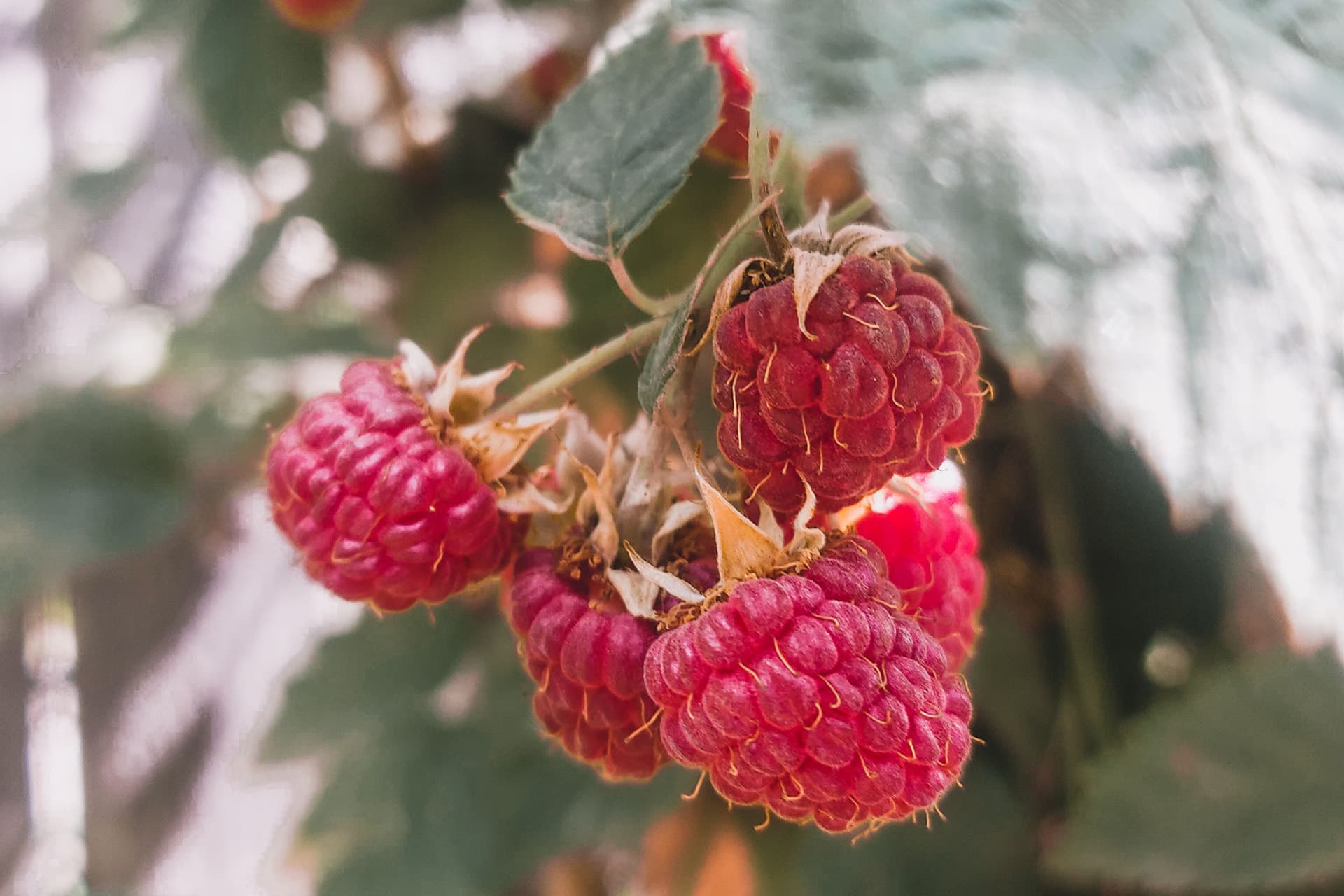 Kinglake Raspberries