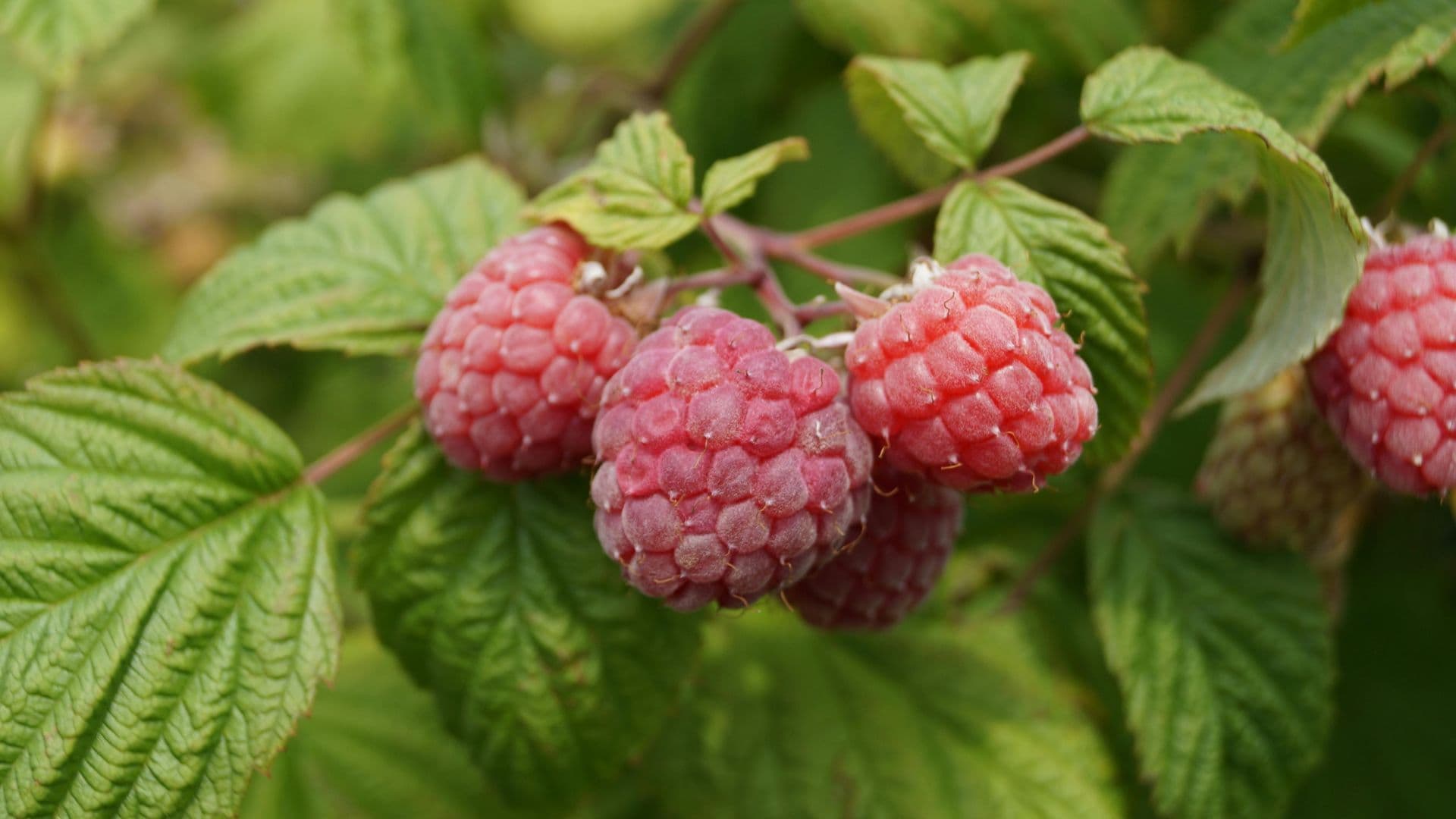 Vergone's Fruit Stall