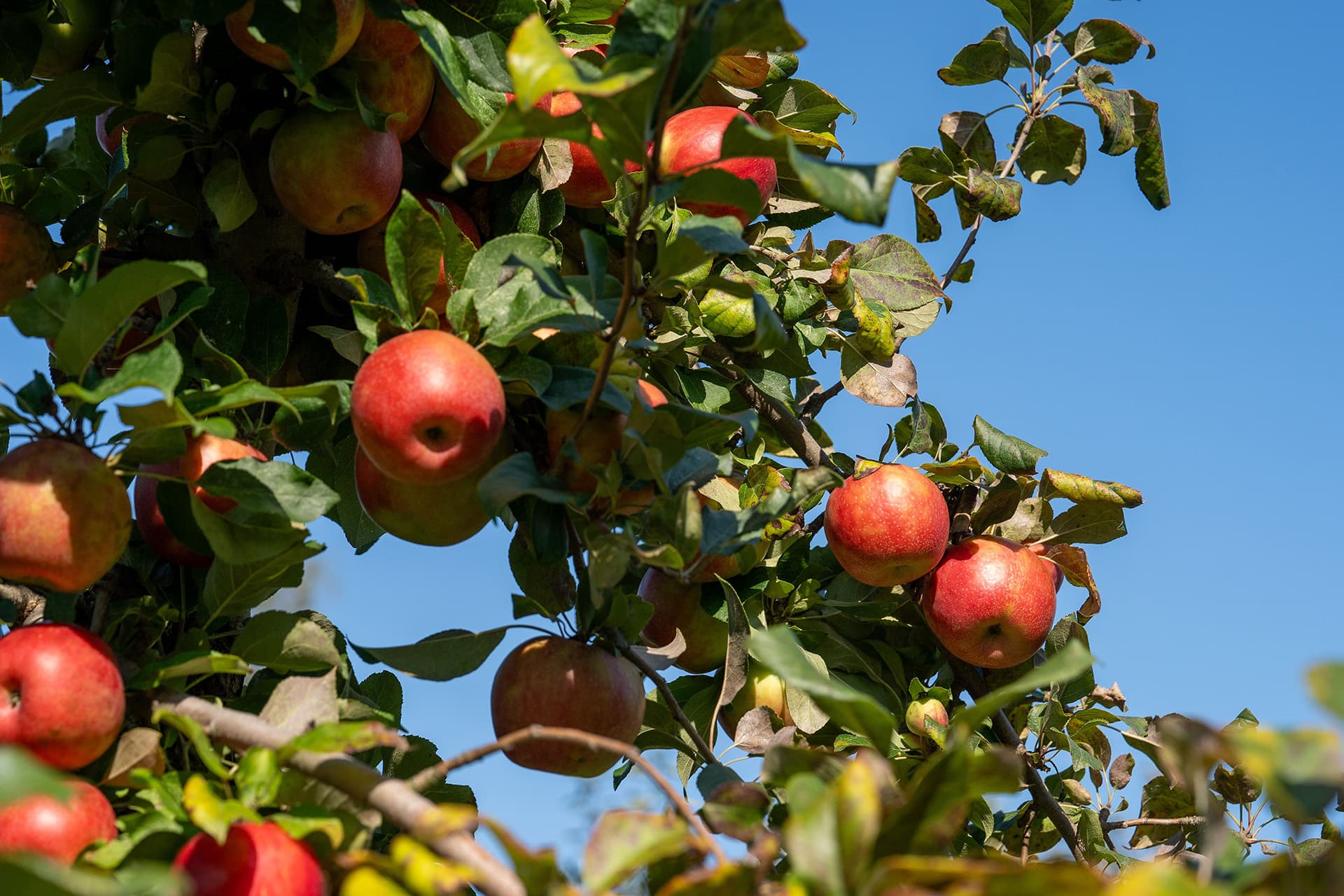 Sanders Apples