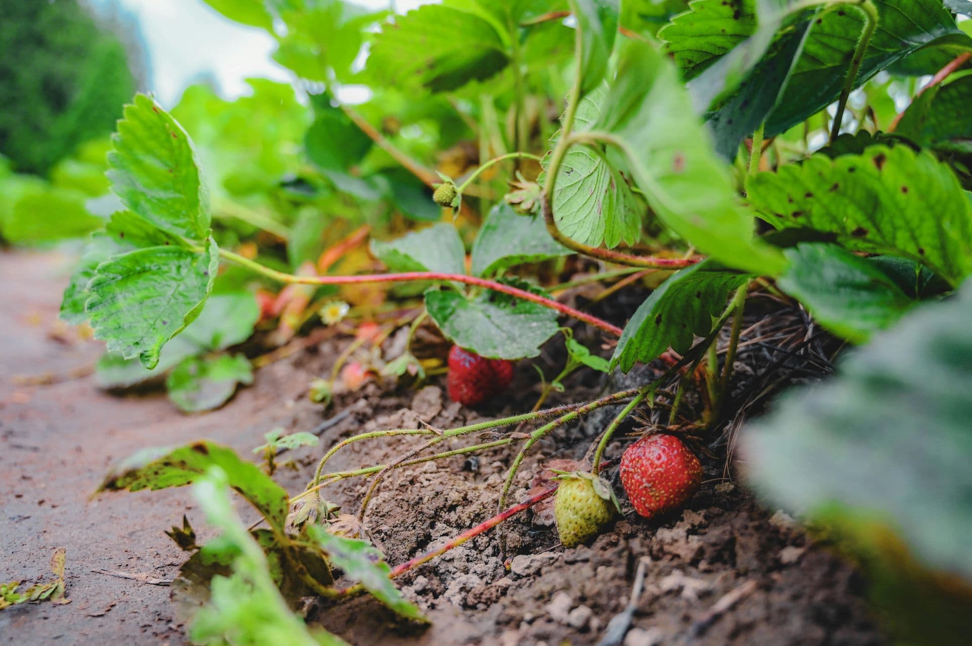 Berry World