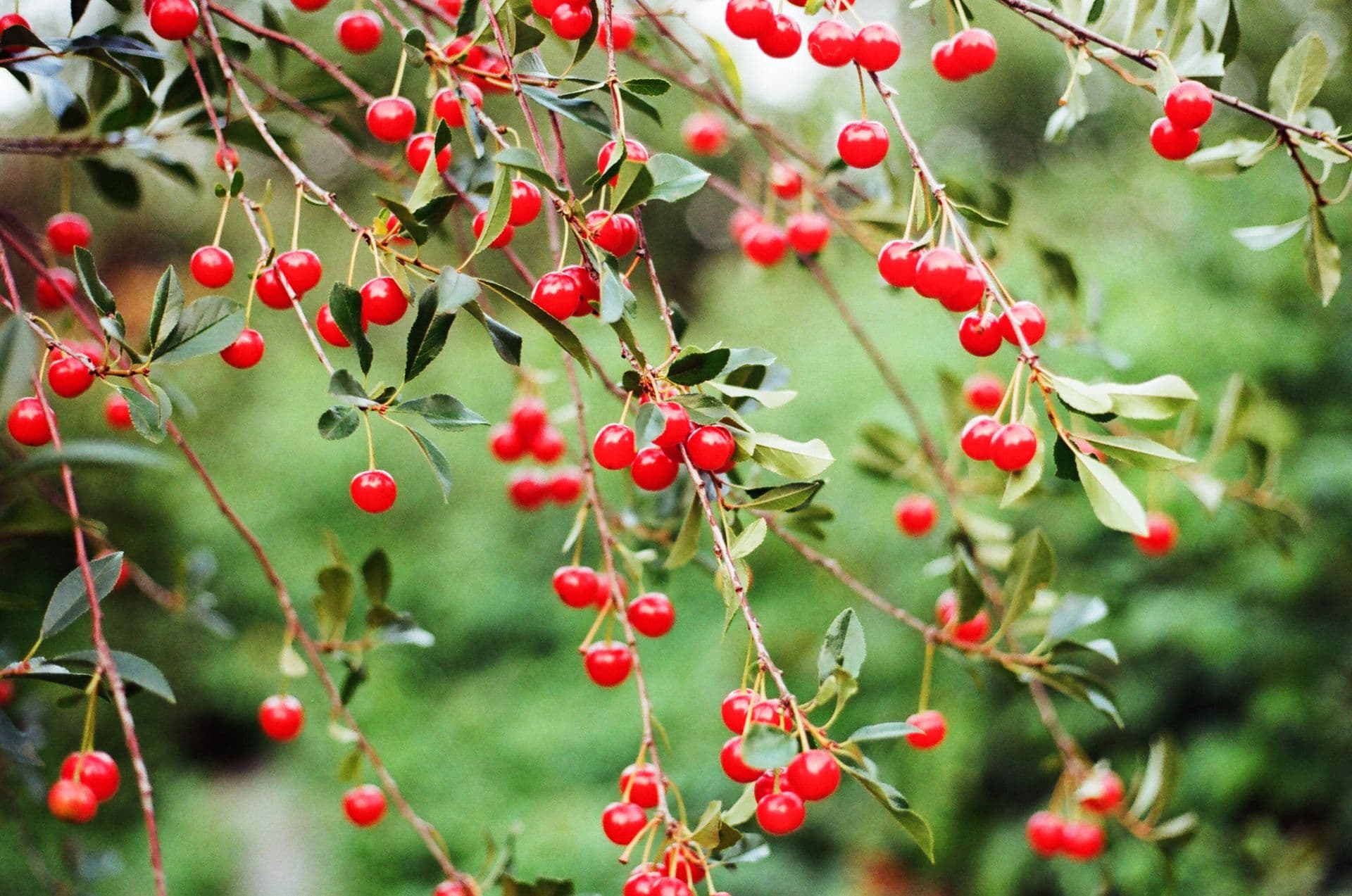 Avonsleigh Berries
