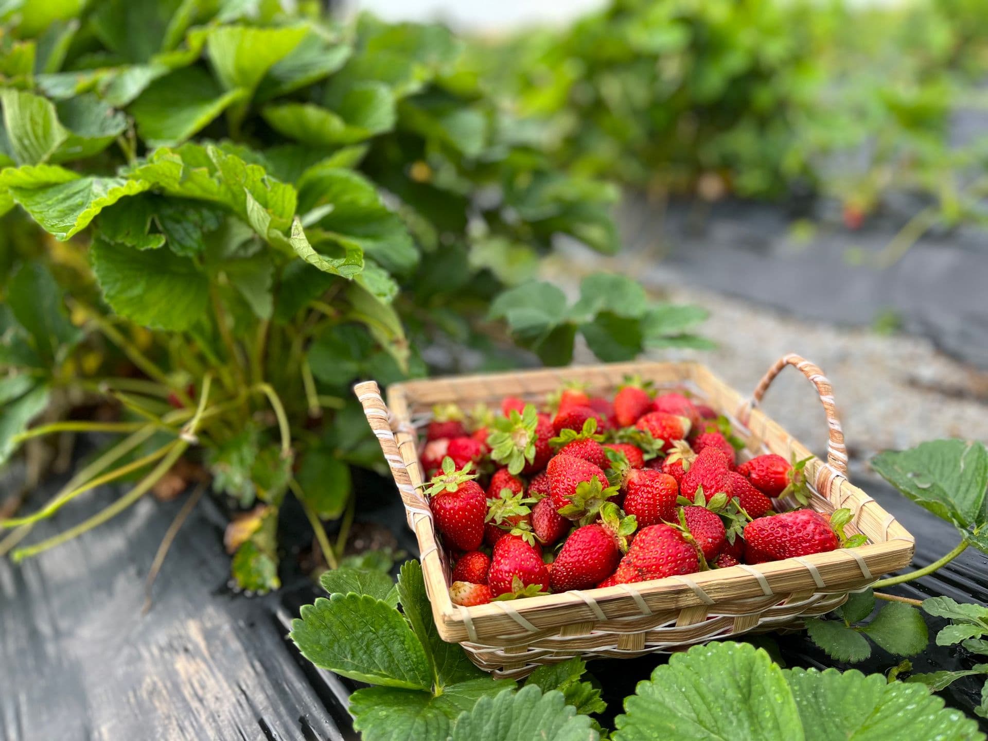 Harvest the Fleurieu